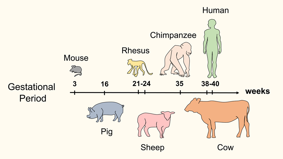 Fig. 4: Comparative gestational periods of candidate hosts for human–animal interspecies chimera development.