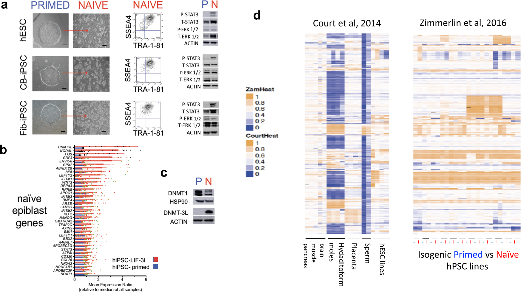 Fig. 5: Chemical reversion of conventional primed hPSC with a tankyrase/PARP inhibitor promotes stable rewiring to a human preimplantation epiblast-like state with intact epigenomic imprints.