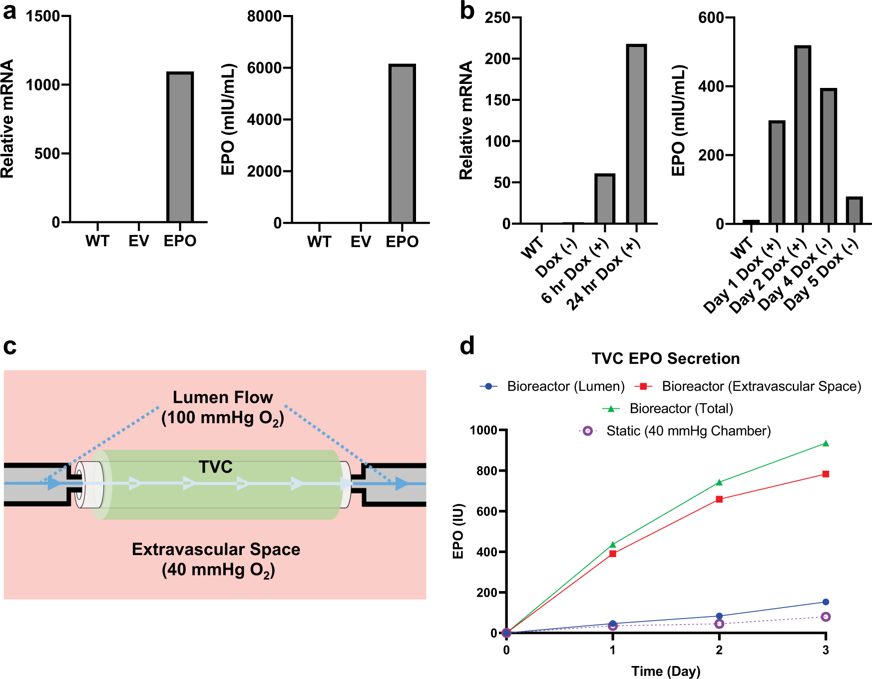 Fig. 3: EPO secretion from genetically modified FBs and TVC testing.