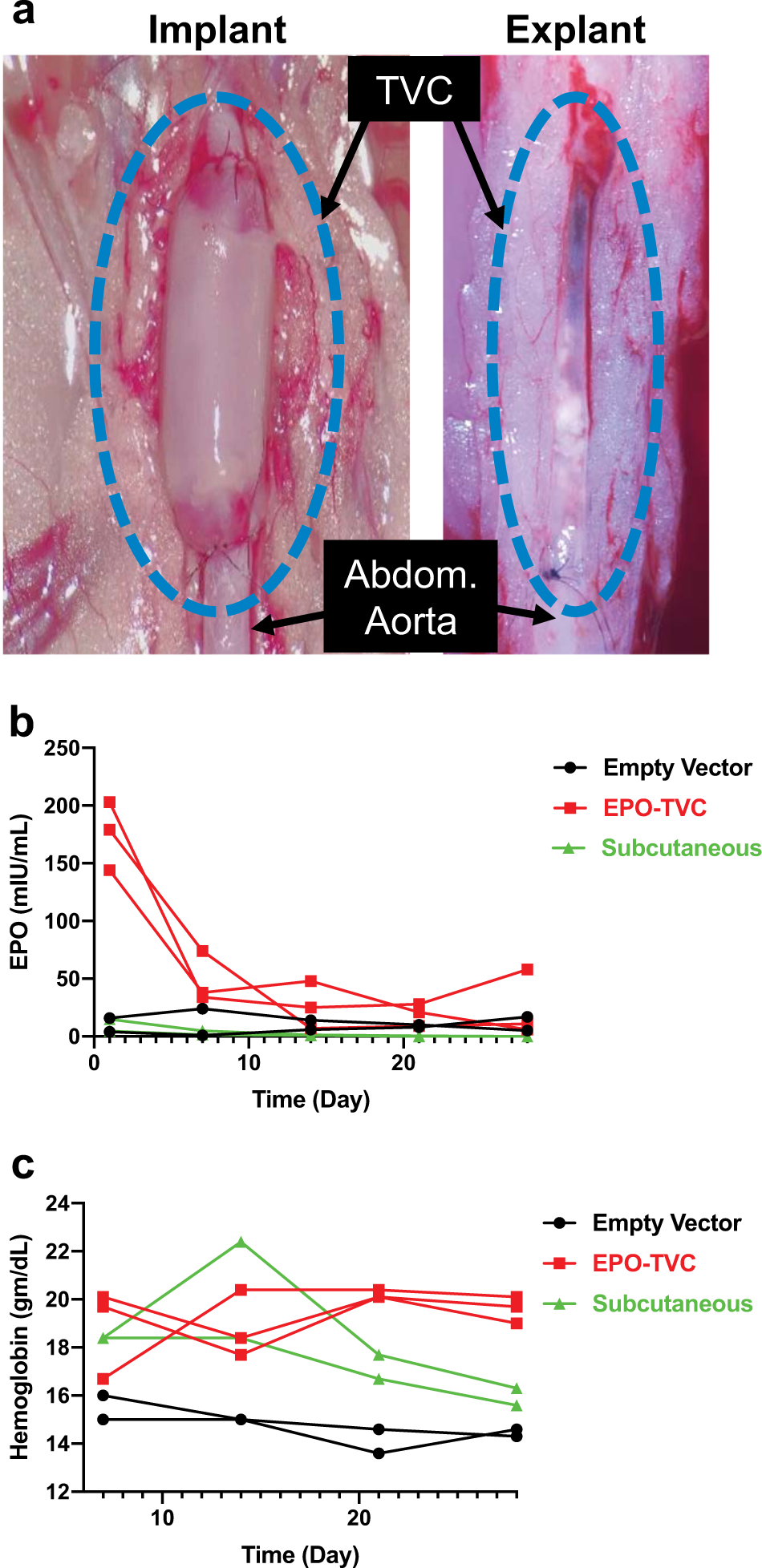 Fig. 4: TVCs implanted into nude rats.