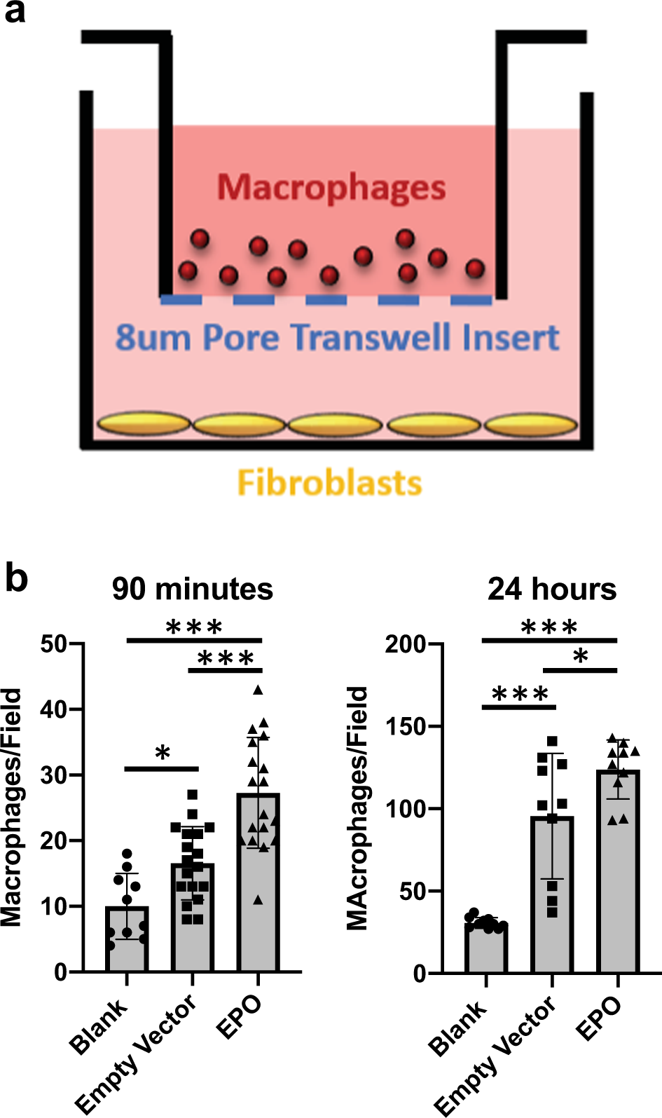 Fig. 8: Macrophages migrate to EPO-FBs in vitro.