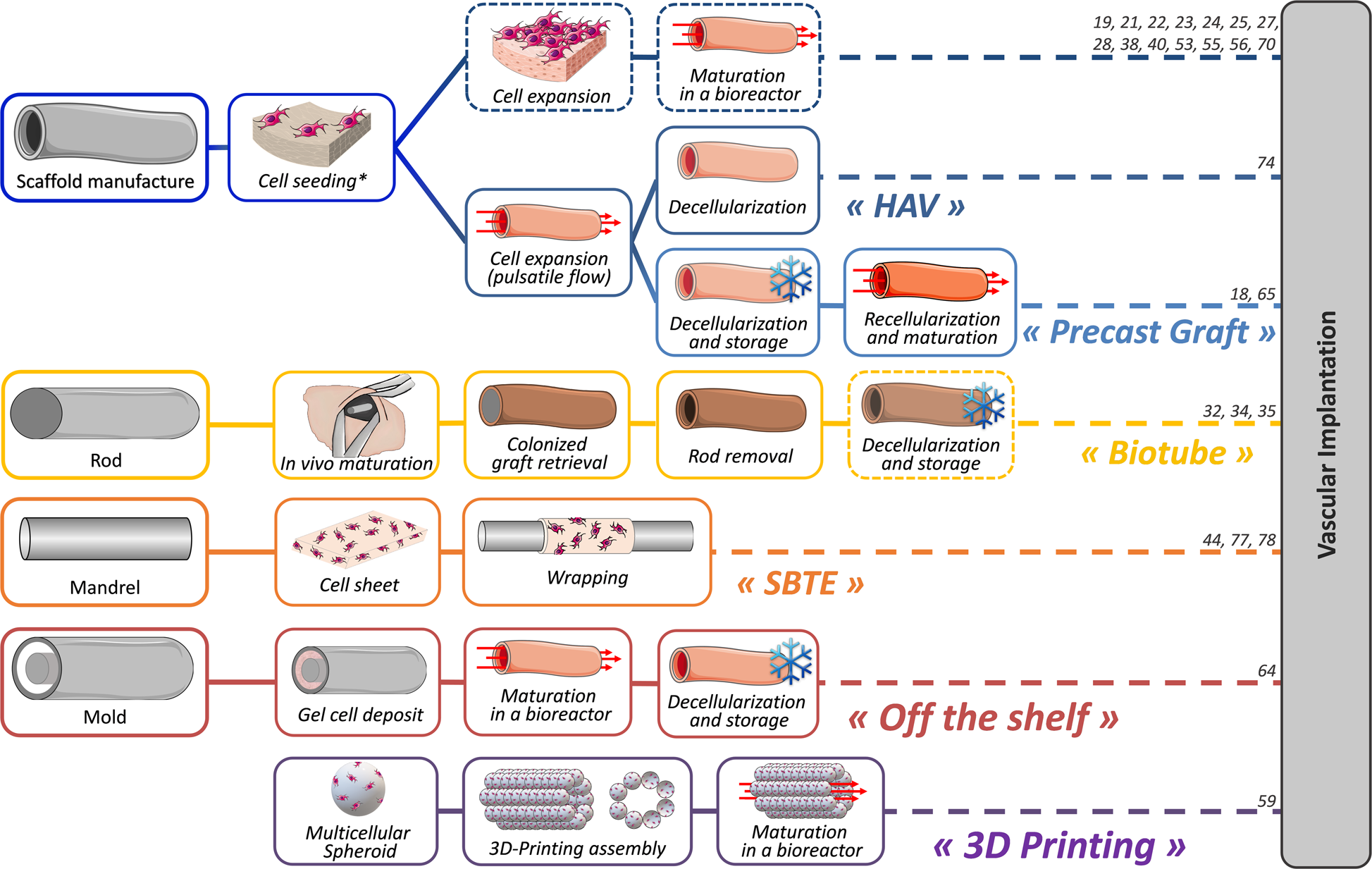 Cellularized small-caliber tissue-engineered vascular grafts: looking for  the ultimate gold standard | npj Regenerative Medicine