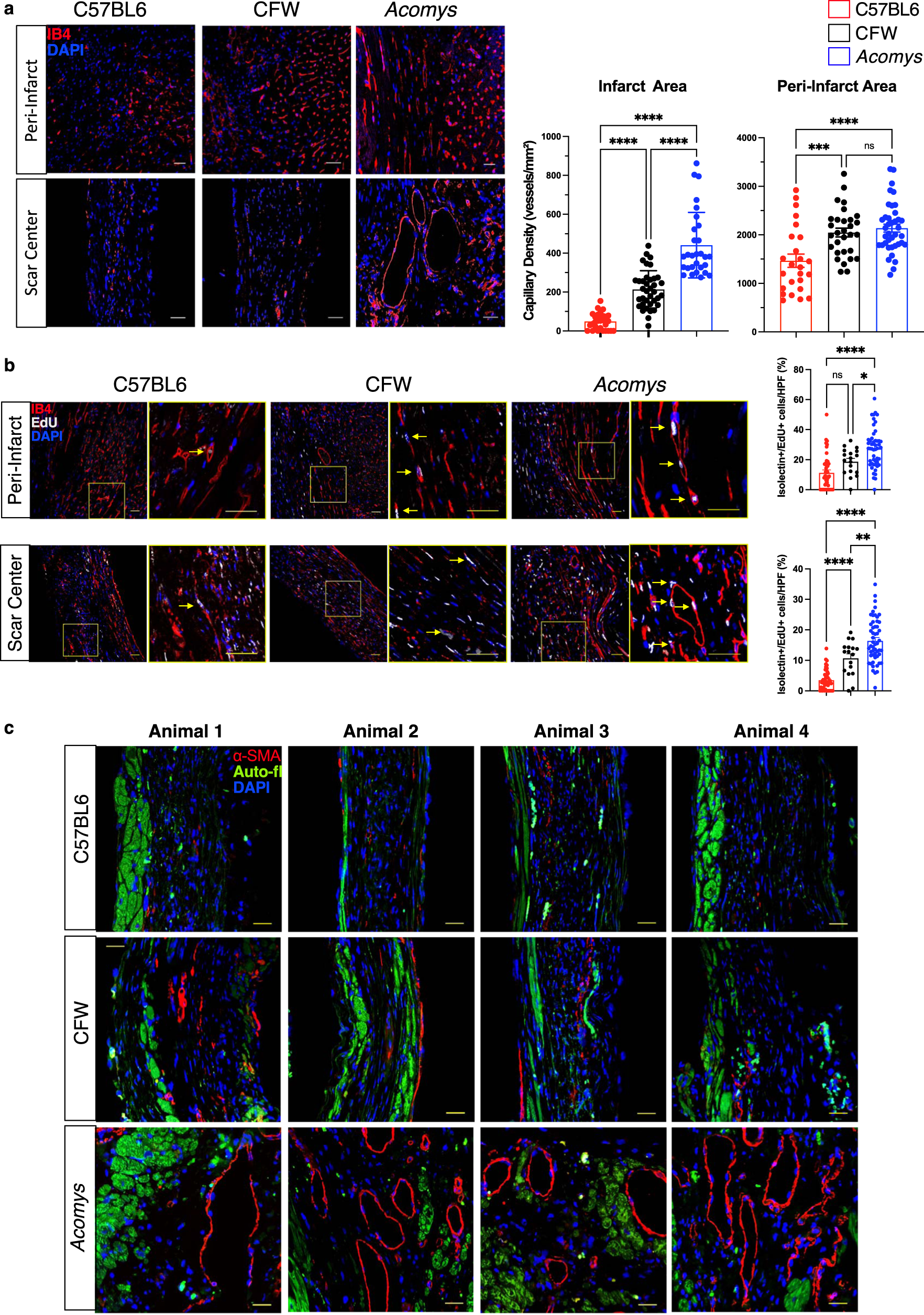 Fig. 7: Enhanced angiogenesis and vessel maturation in the infarct region following MI in Acomys compared to Mus strains.