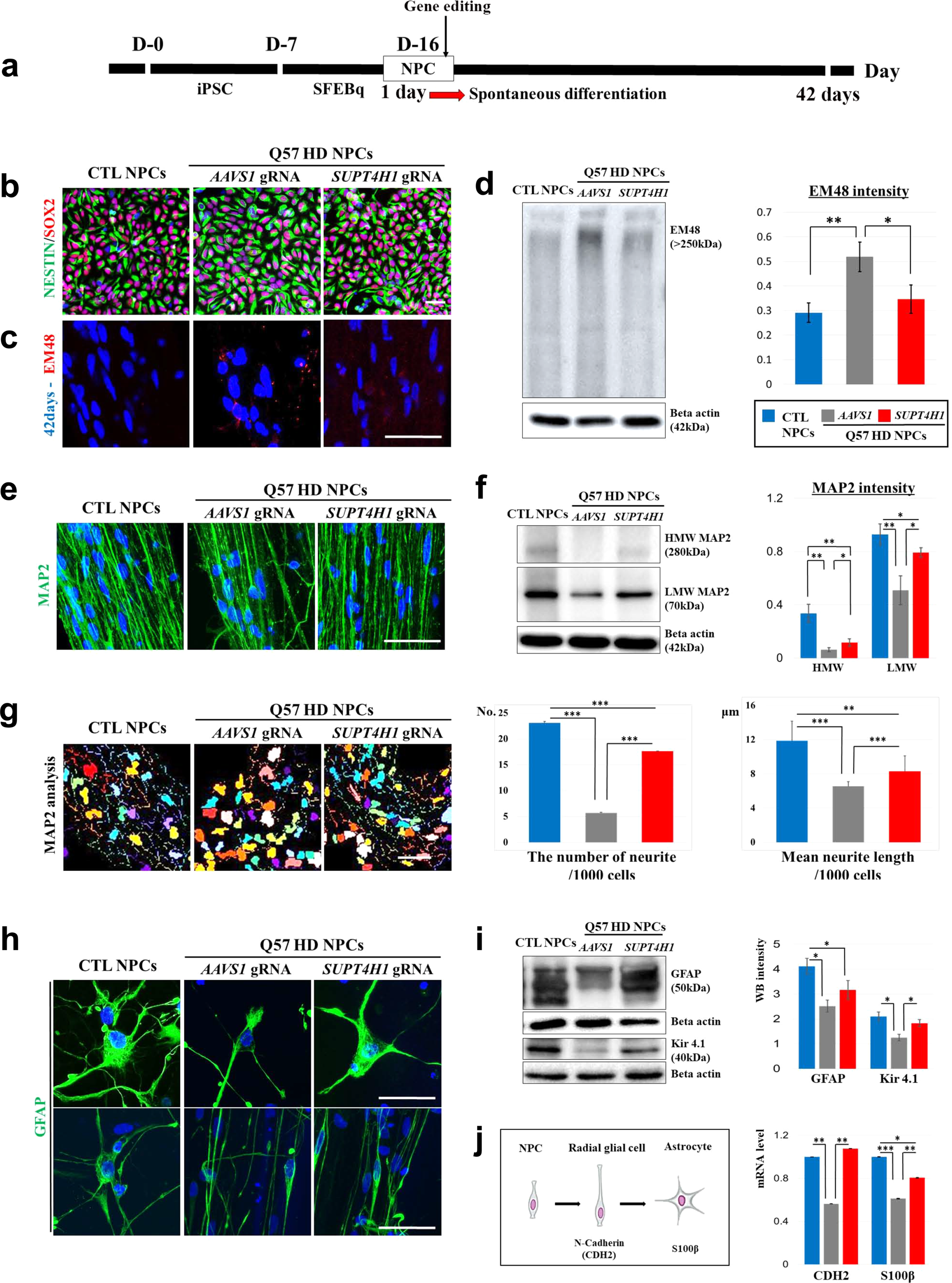 Supt4h1 Edited Stem Cell Therapy Rescues Neuronal Dysfunction In A Mouse Model For Huntington S Disease Npj Regenerative Medicine