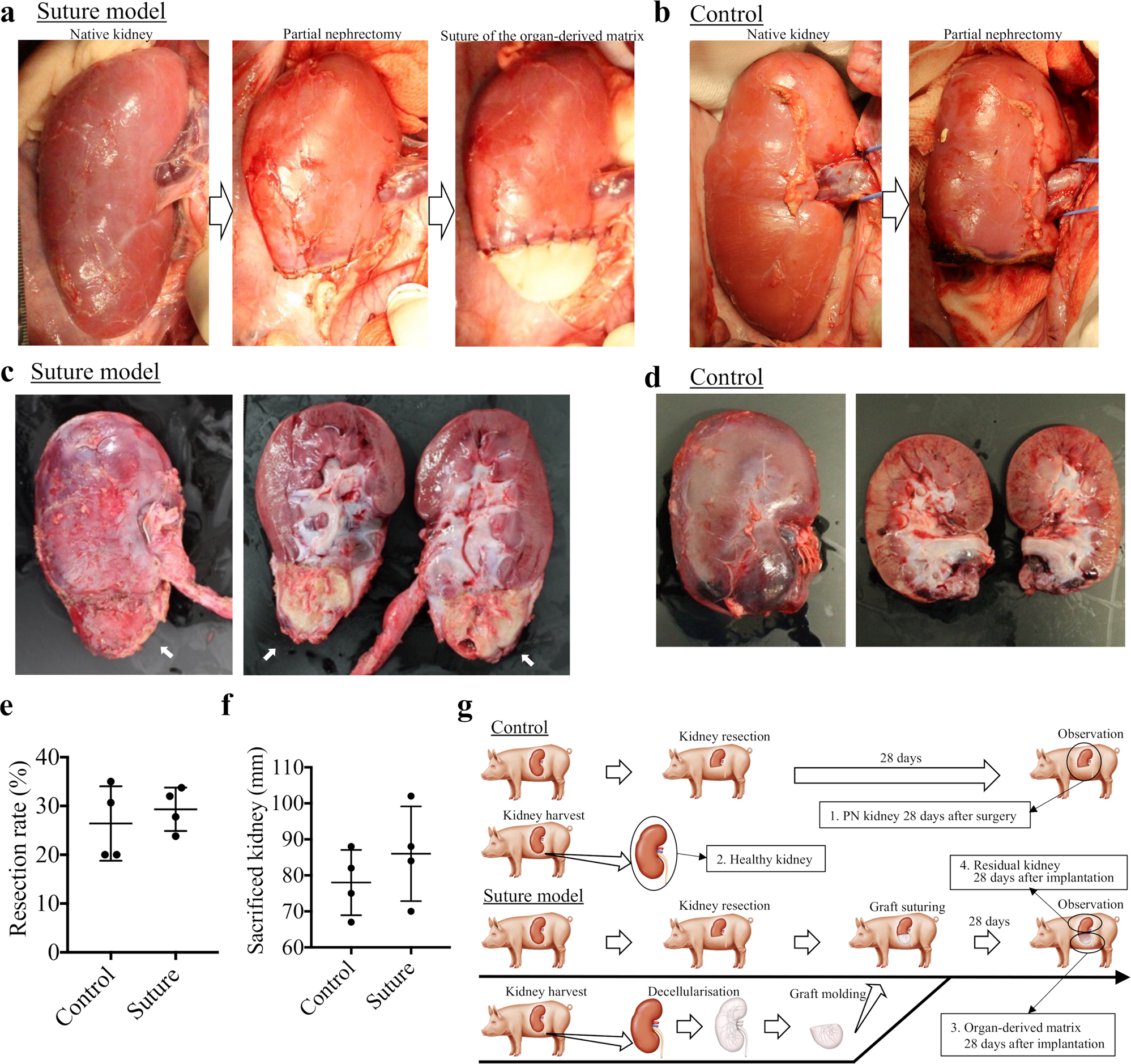 Fig. 2: Design of the porcine partial nephrectomy (PN) (control) and the suture model of the organ-derived matrix.