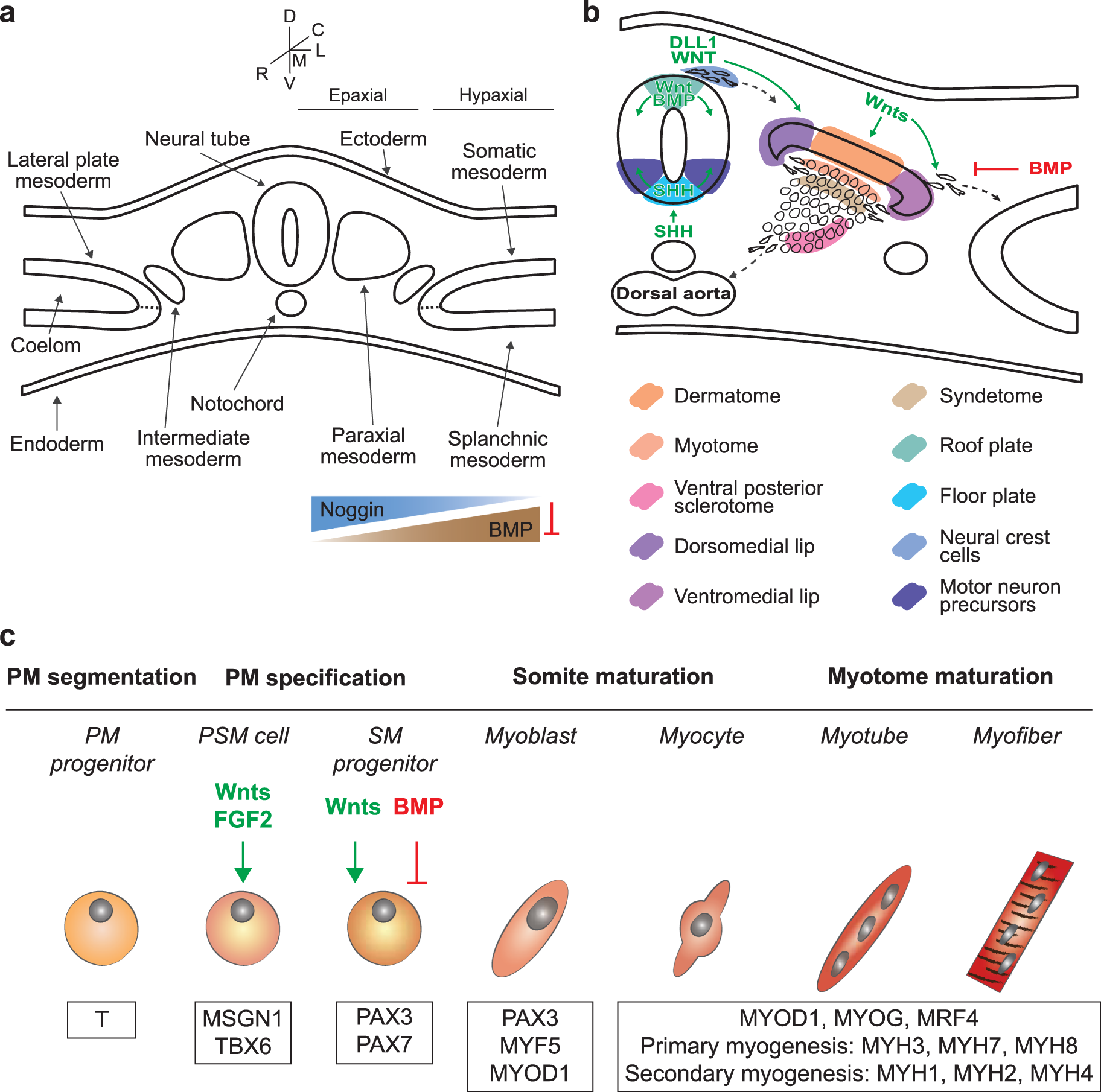 myogenic contractions of the cardiac cycle