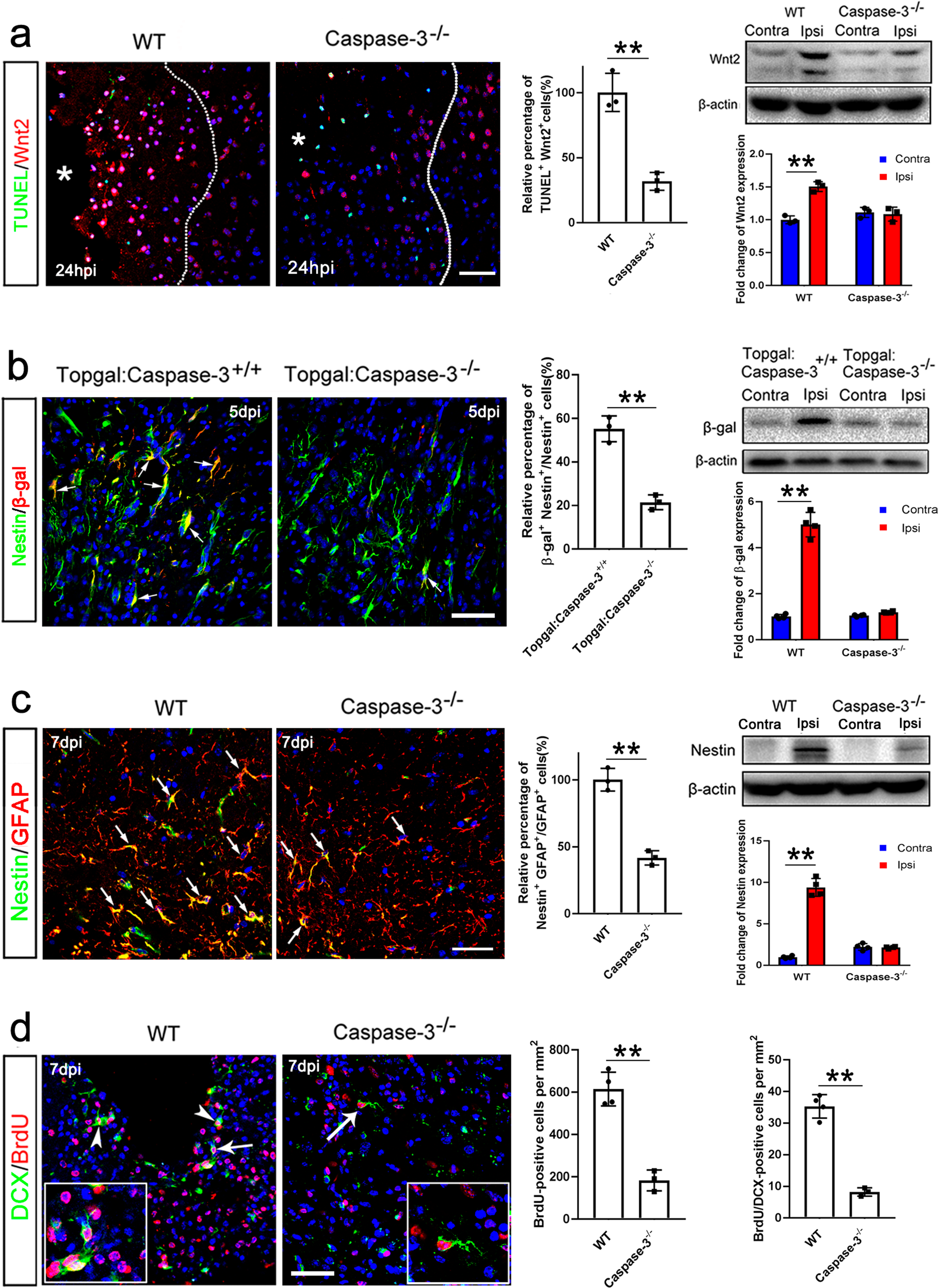 Fig. 5: Requirement of caspase-3 for Wnt2 activation and neurogenesis in ischemic cortex.