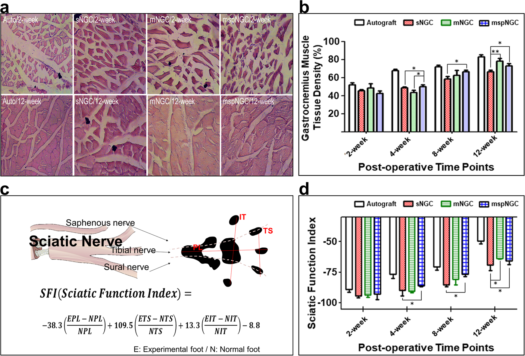 Fig. 5: Evaluation of the functional recovery mediated by NGCs.