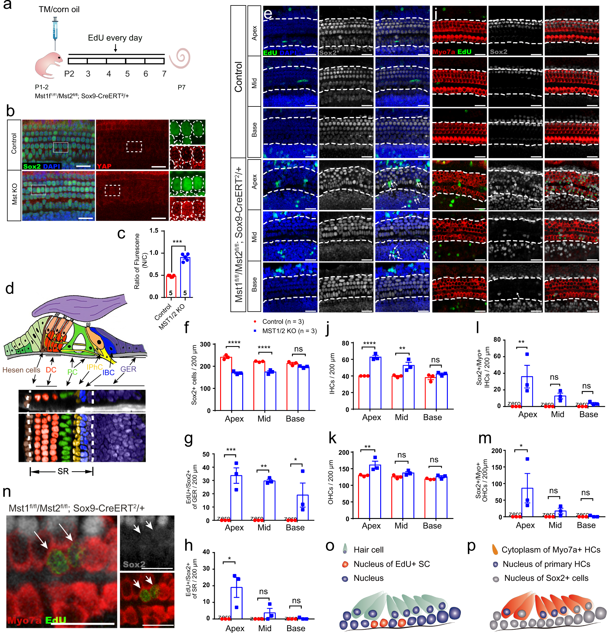 Fig. 3: Turning off Hippo signaling initiates the proliferation of SCs and the direct differentiation of HCs from SCs in vivo.