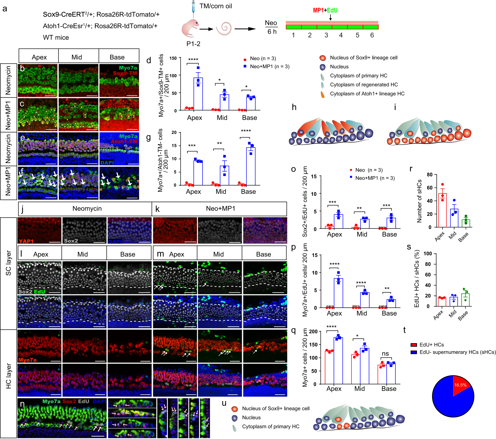 Fig. 5: YAP nuclear translocation enhances HC regeneration after neomycin damage in vitro.