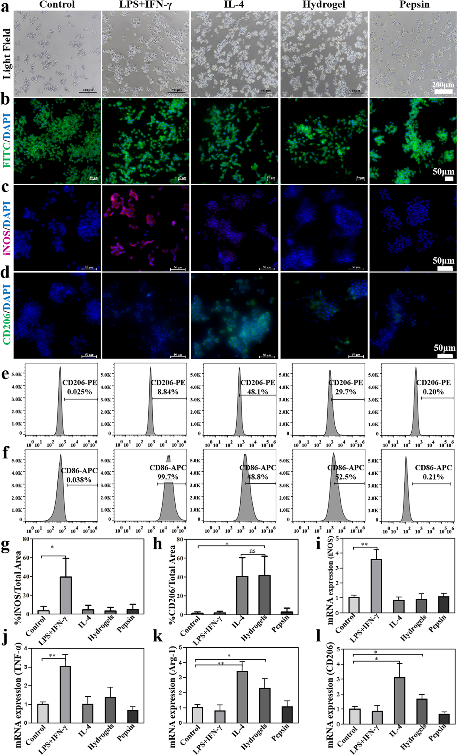 Fig. 5: Raw 264.7 was co-cultured with dECM hydrogel in transwell and the immunomodulatory capacity assessment.