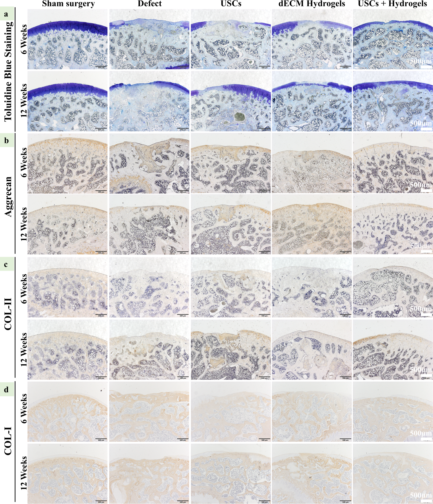 Fig. 7: Expression of extracellular matrix proteins in the cartilage defect 6 and 12 weeks after the injection of the hydrogels.