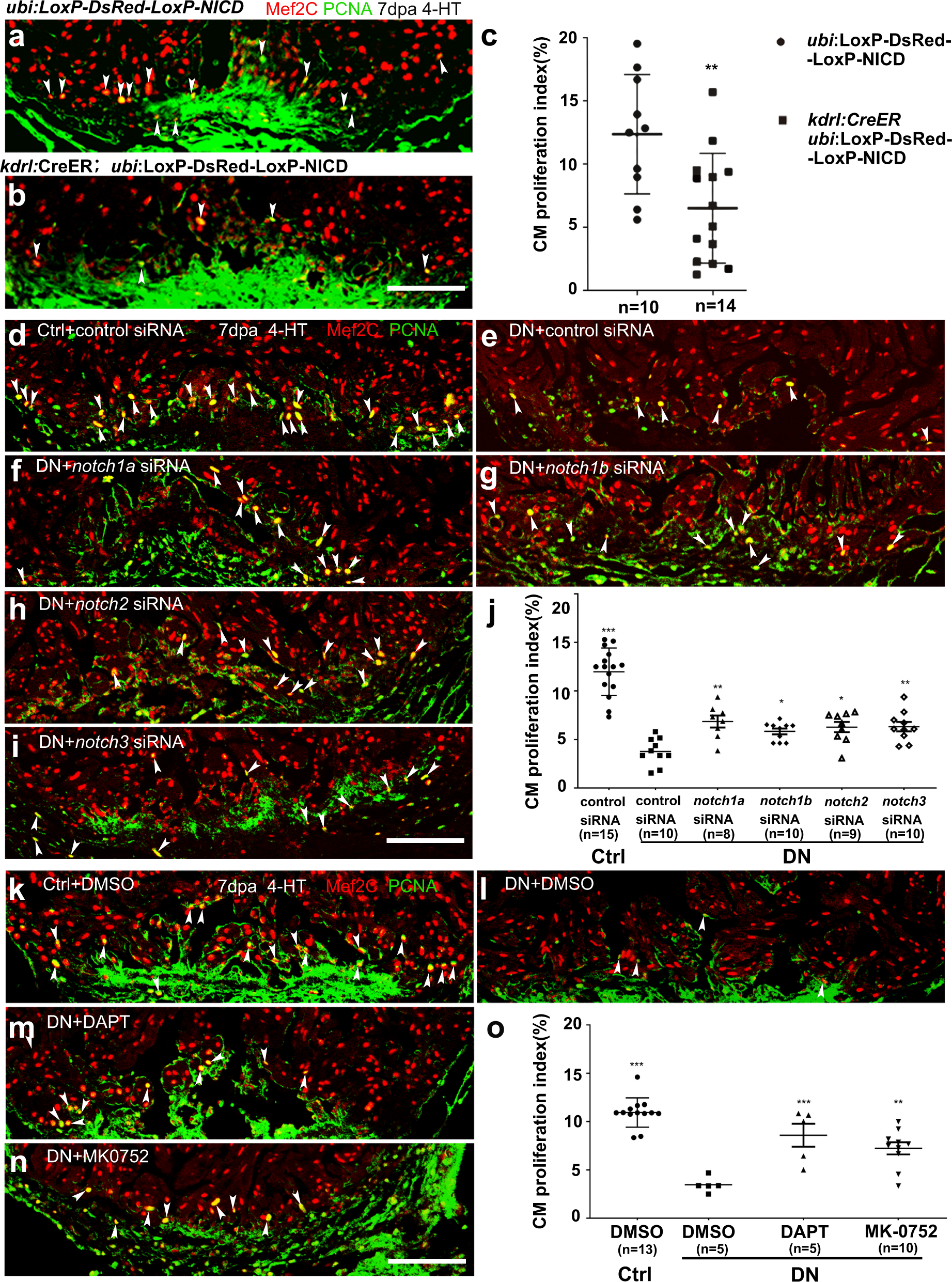 Fig. 4: Endothelium-specific expression of NICD or dn-xbrg1 decreases cardiomyocyte proliferation that is partially rescued by inhibition of Notch signaling.