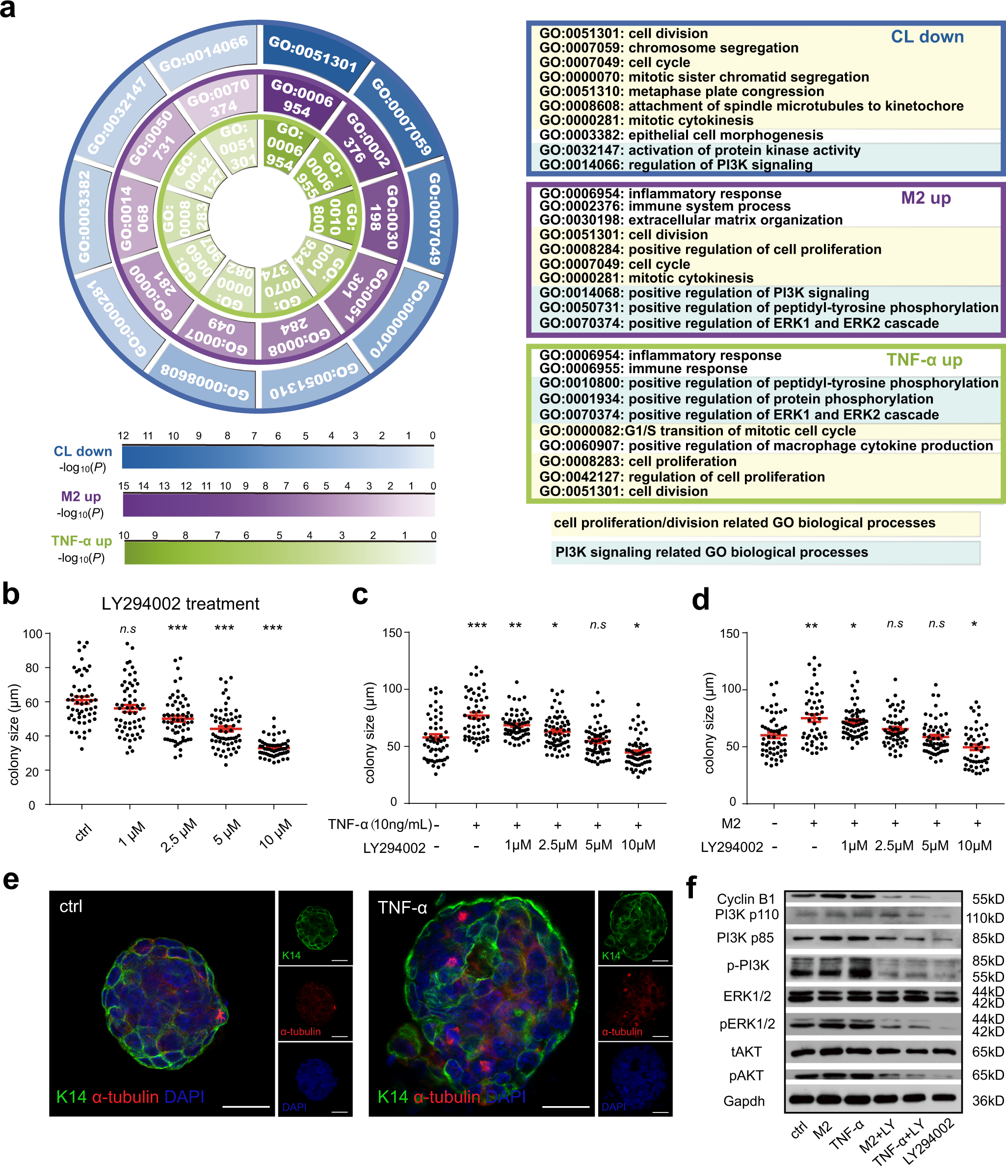 Fig. 7: PI3K signaling mediates the function of TNF-α on regulating MaSC activity.