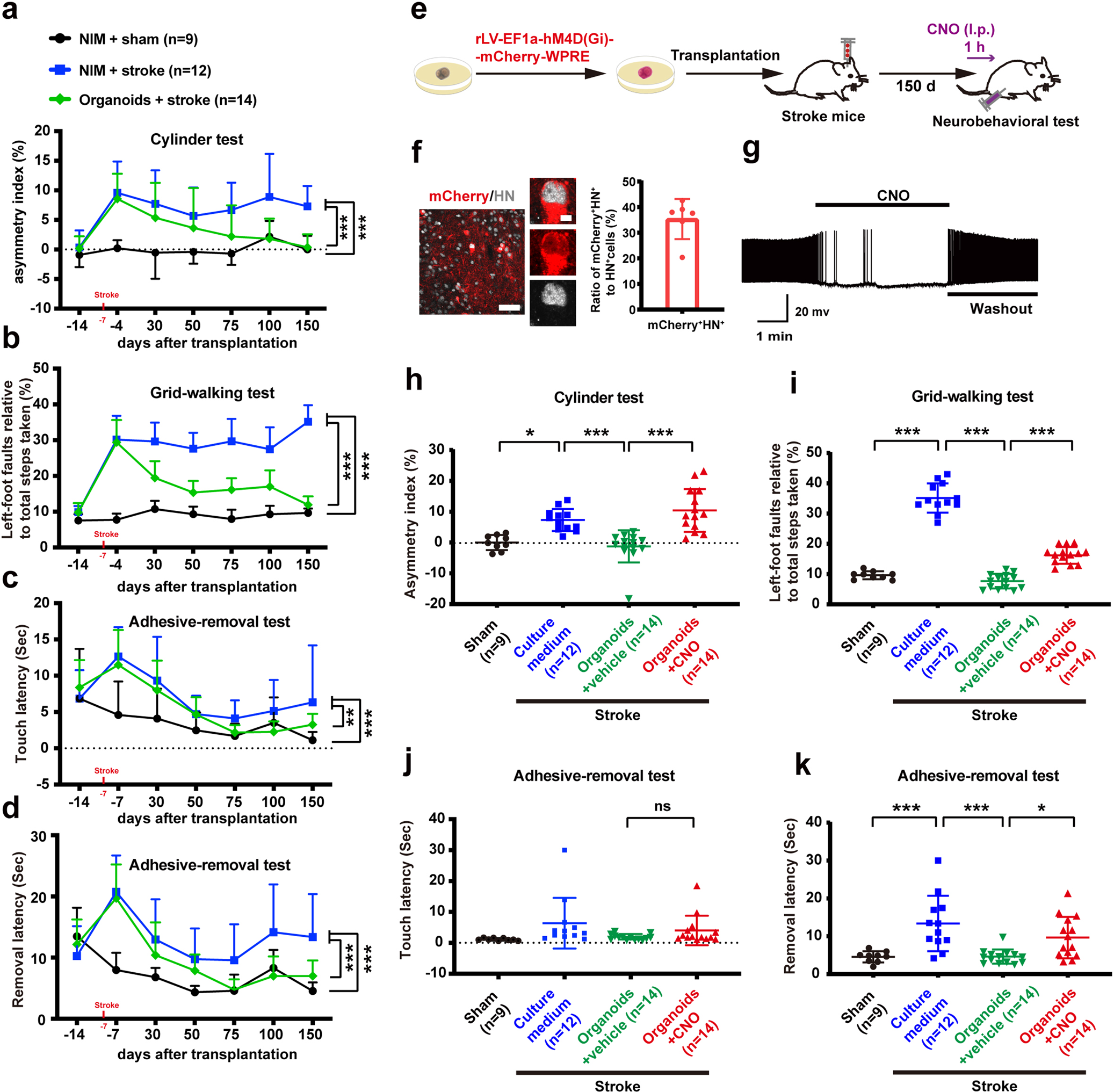 Fig. 5: The transplantation of human cerebral organoids promotes functional recovery from stroke in mice.