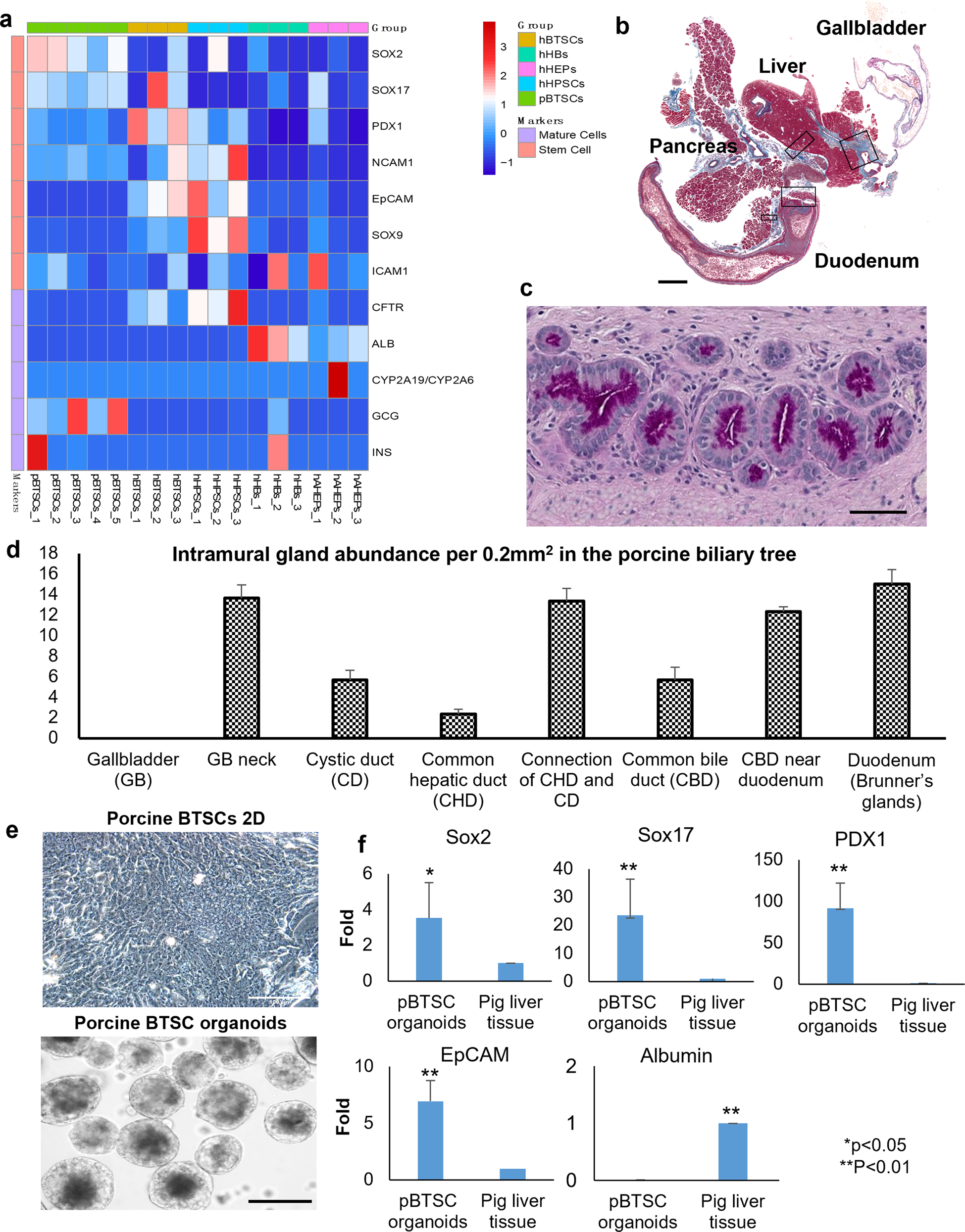 Fig. 5: Selection of biomarkers to identify the porcine stem/progenitors.