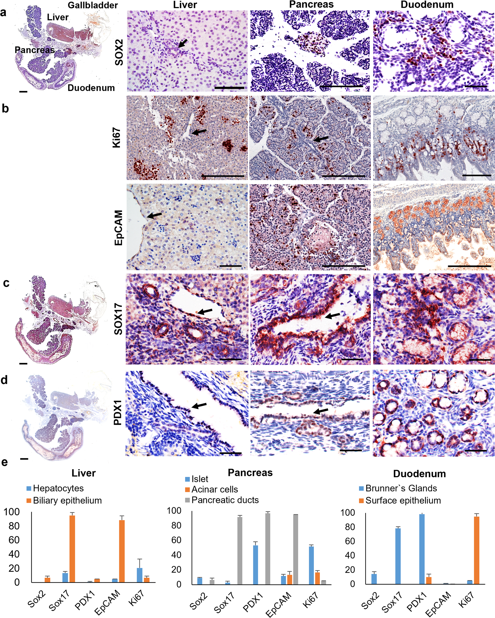 Fig. 6: Stem cell niches in neonatal piglets.