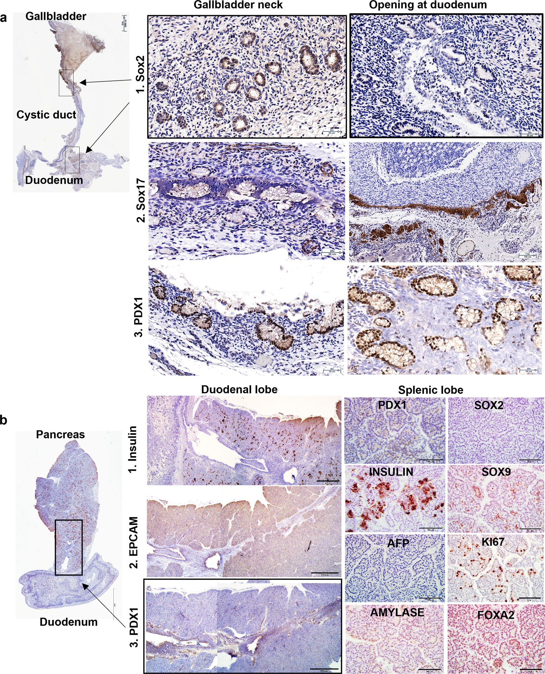 Fig. 7: Niches in weanling (4-week-old) pigs.