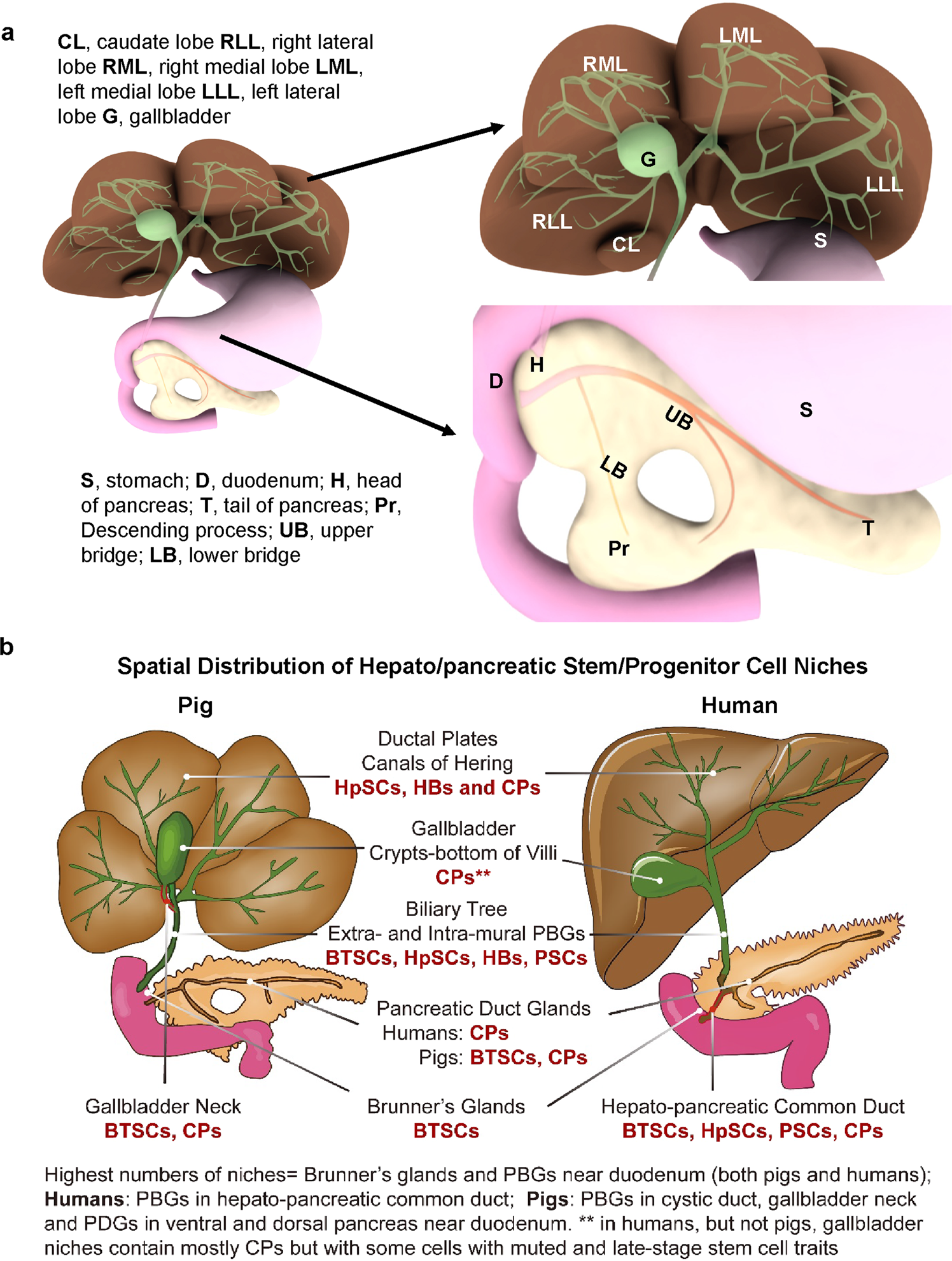 Fig. 8: Summary of the distinctions in anatomy and in the location of the stem/progenitor niches in the human versus porcine biliary trees.