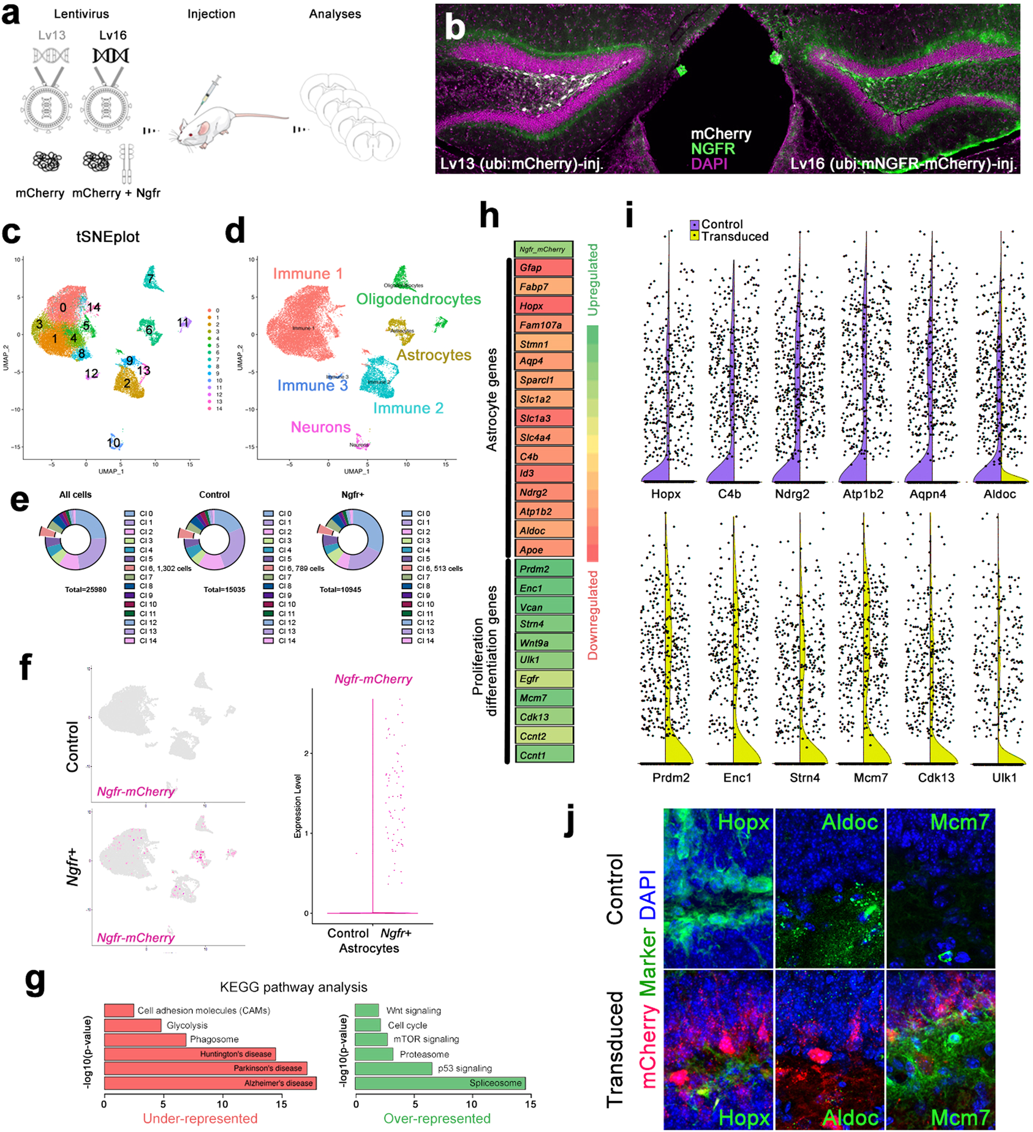 Fig. 1: NGFR enhances proliferative and neurogenic markers in dentate gyrus (DG) astrocytes.