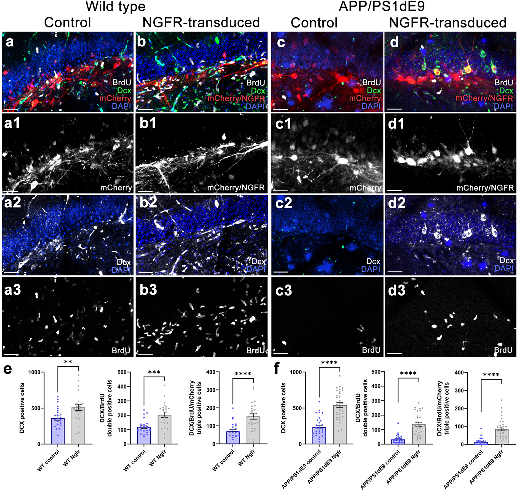 Fig. 3: Lv16 transduction enhances neurogenesis in wild type and APP/PS1dE9 mouse model of Alzheimer’s disease.