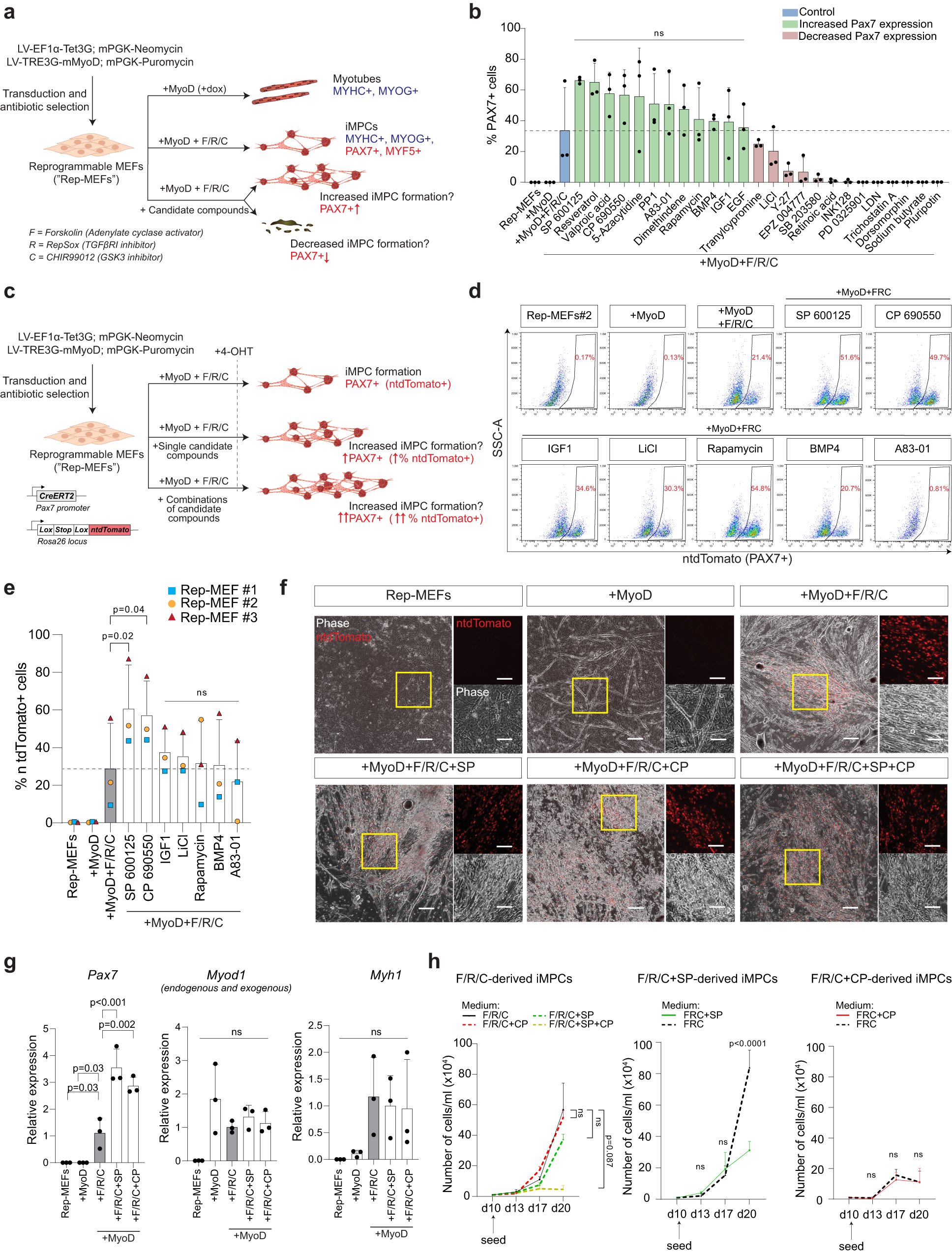 Transgene-free direct conversion of murine fibroblasts into functional  muscle stem cells | npj Regenerative Medicine