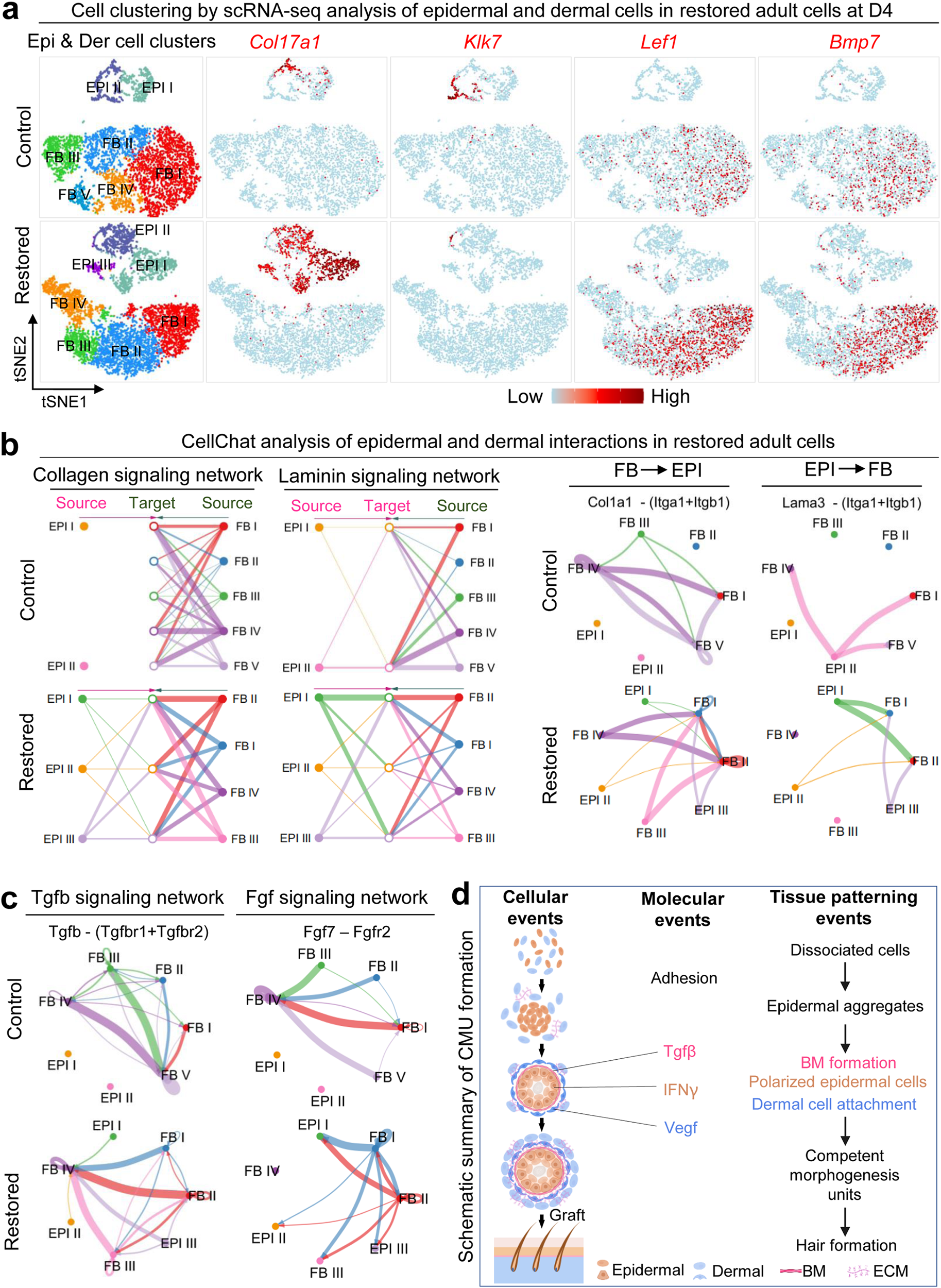Fig. 7: ScRNA-seq analysis of epidermal–dermal cell communication in restored adult cell cultures after environmental reprogramming.