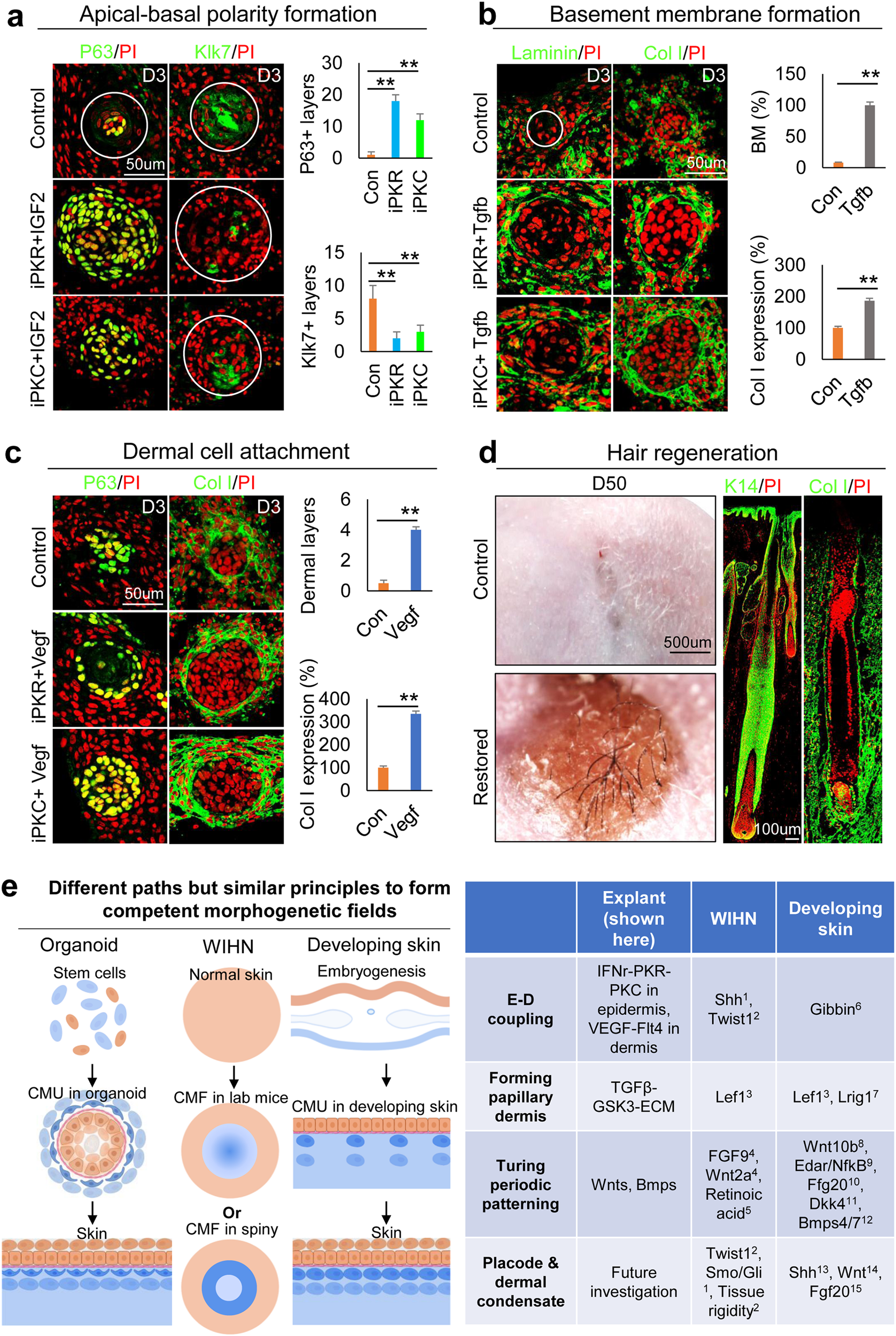 Fig. 8: Restoration of the human fetal scalp cells to form CMU after environmental reprogramming.