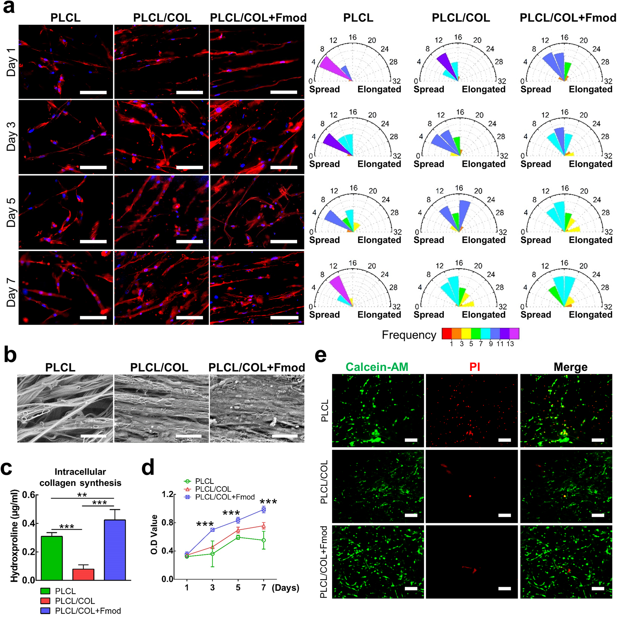 Fig. 4: Modification with COL1 and Fmod significantly improved the in vitro cytocompatibility of nanoyarns.