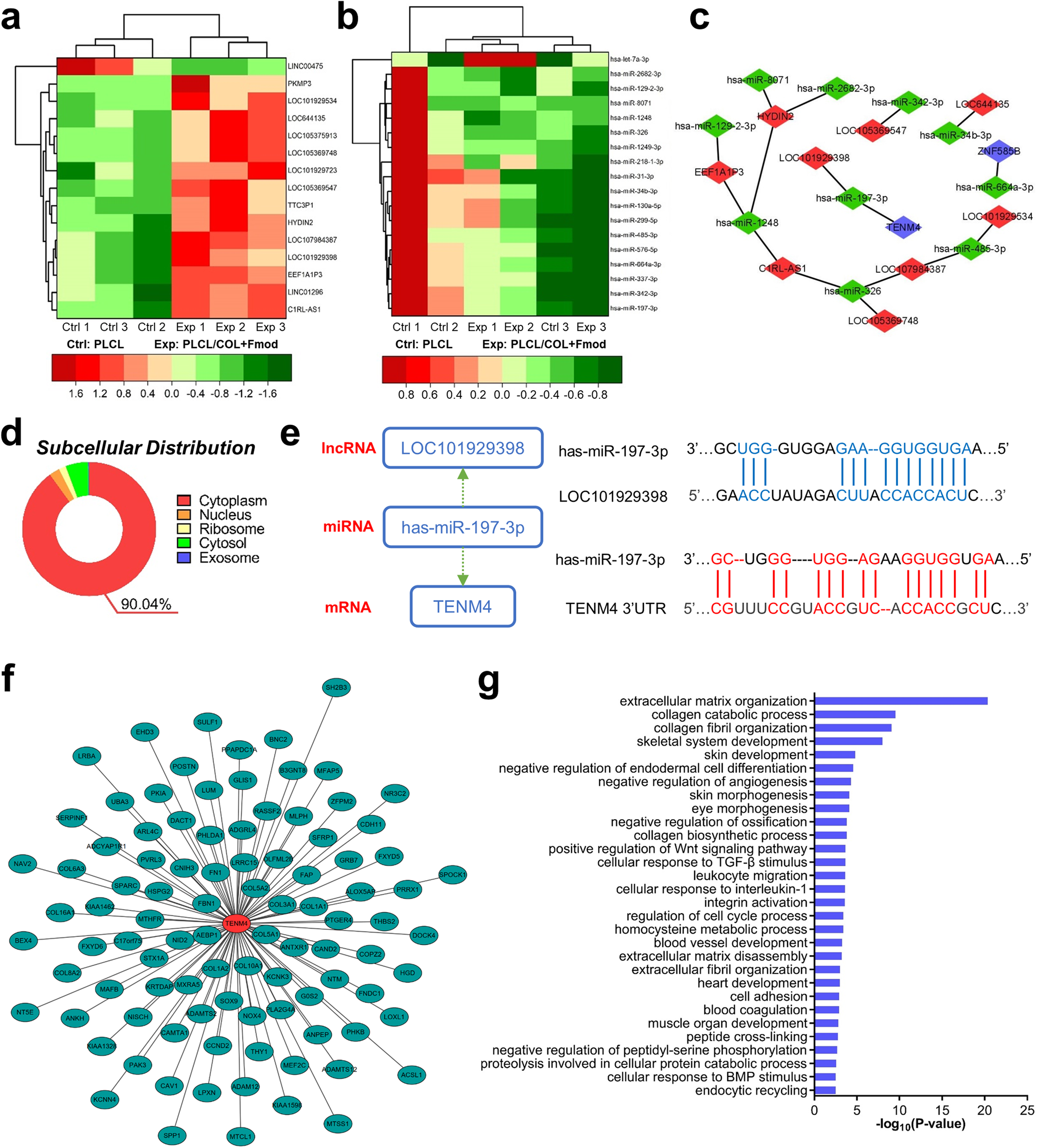 Fig. 8: The ceRNA regulation axis was predicted to potentially affect the tissue/organ morphogenesis.