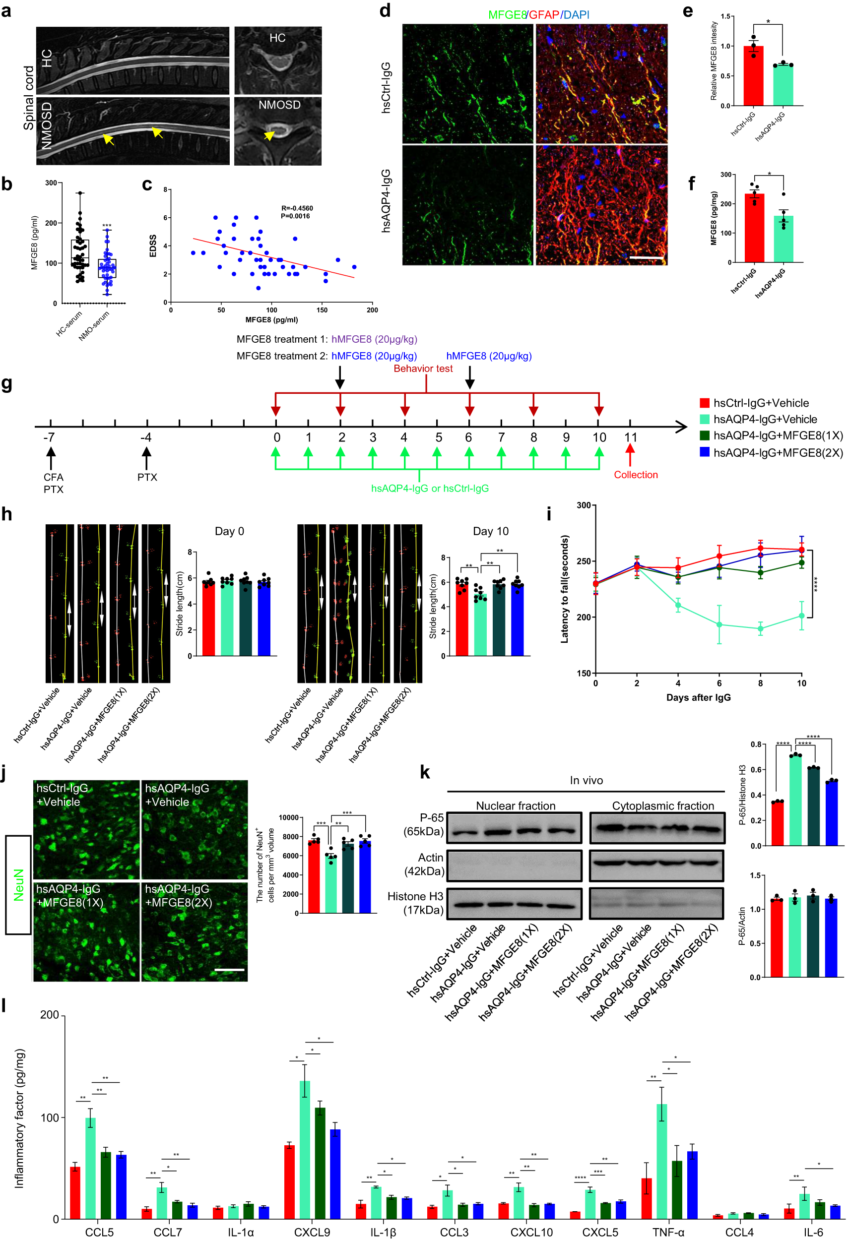 Fig. 3: MFGE8 secreted from hUC-MSCs inhibits NF-κB_targeted pro-inflammatory factors release and ameliorates immune-induced locomotor impairments.