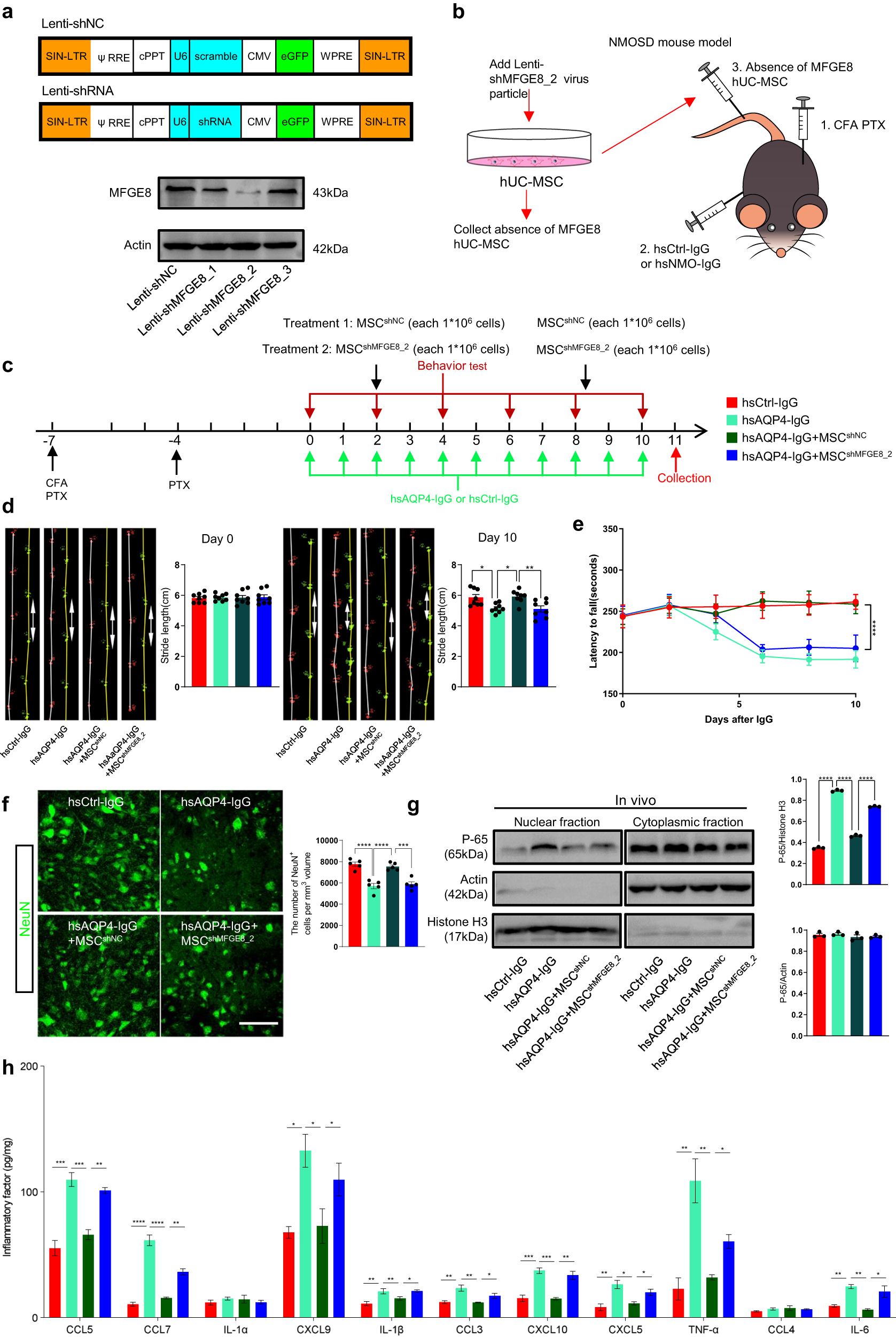 Fig. 4: Deletion of MFGE8 abolished the capacity of hUC-MSCs to improve locomotor dysfunction.