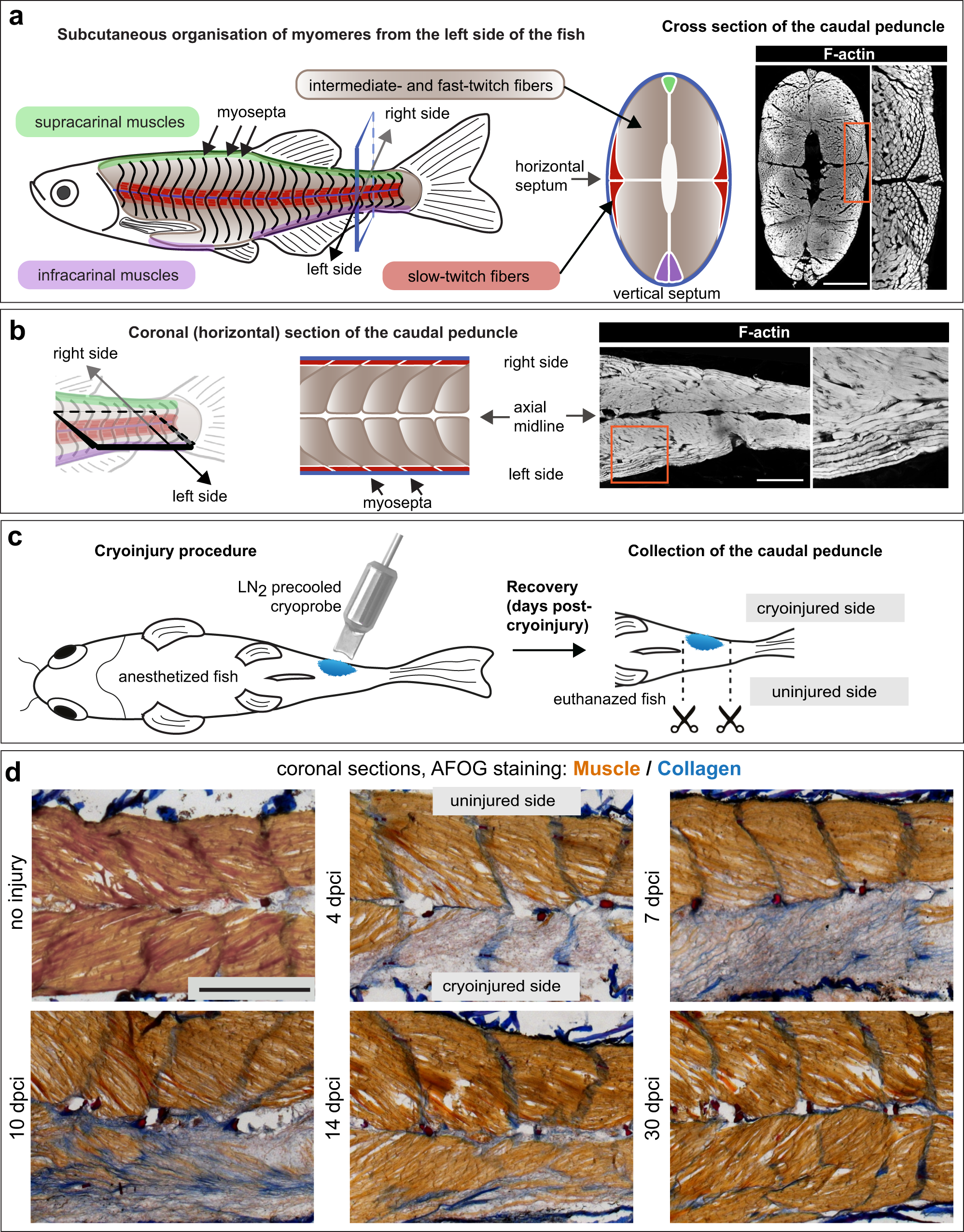 Unlocking Nature's Blueprint: Zebrafish Inspire Breakthroughs in Musculoskeletal Regeneration with Stem Cells as an inspiration of our Cellular Therapy and Stem Cells for Musculoskeletal Diseases and Orthopedic Conditions at our DrStemCellsThailand's Anti-Aging and Regenerative Medicine Center of Thailand