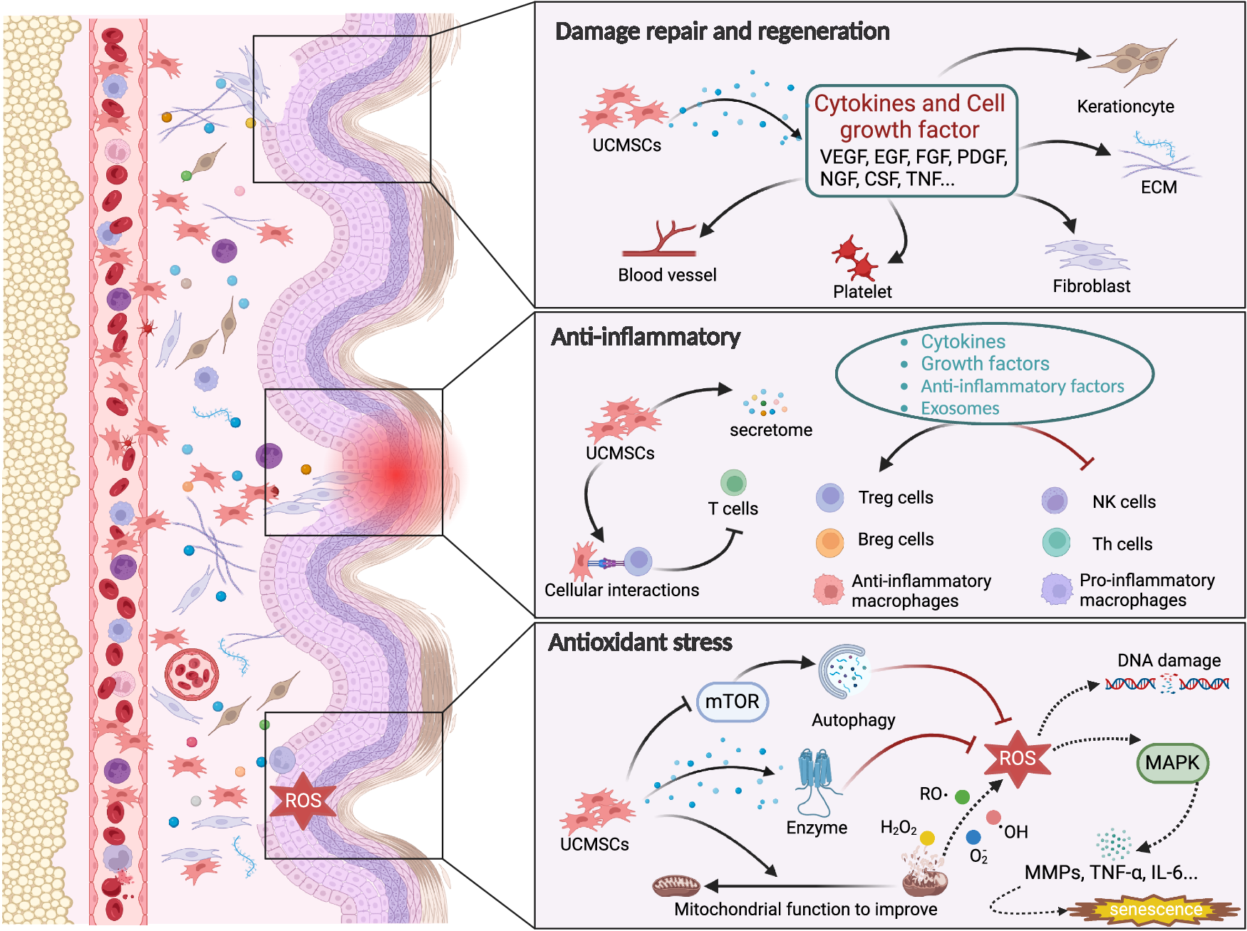 Role of umbilical cord mesenchymal stromal cells in skin ...