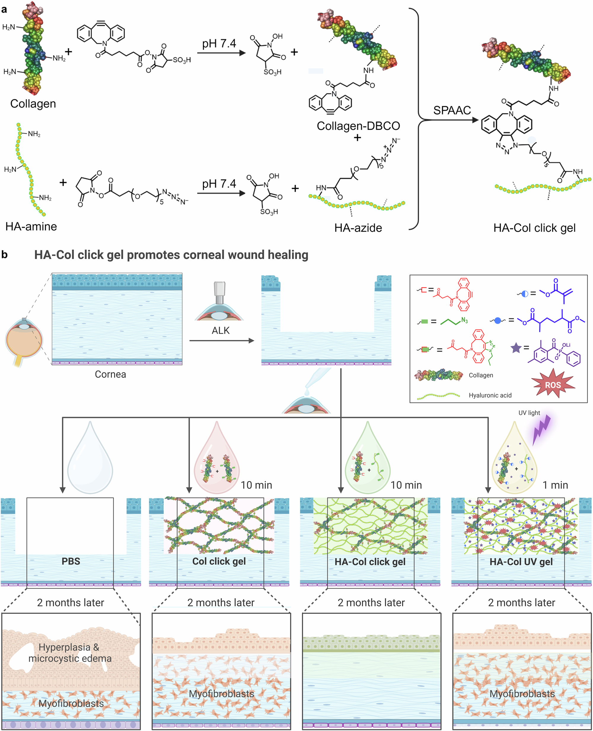 Fig. 1: Overview of synthesis scheme for bio-orthogonally crosslinked HA-collagen (HA-Col click) gels, in vivo study design, and summary of results 2 months after treatment.