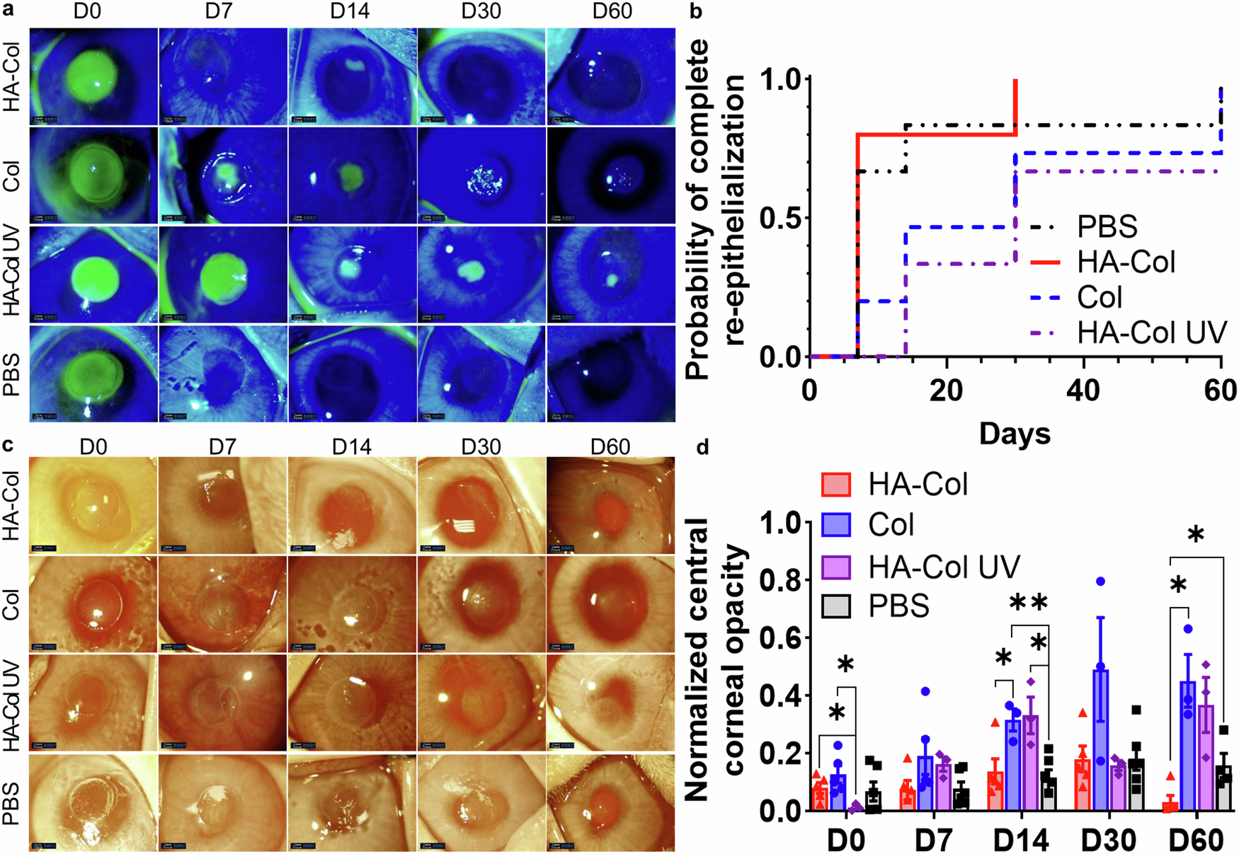 Fig. 6: HA-Col click gels increased corneal re-epithelialization rate compared to other gels and mitigated corneal opacity in rabbits.