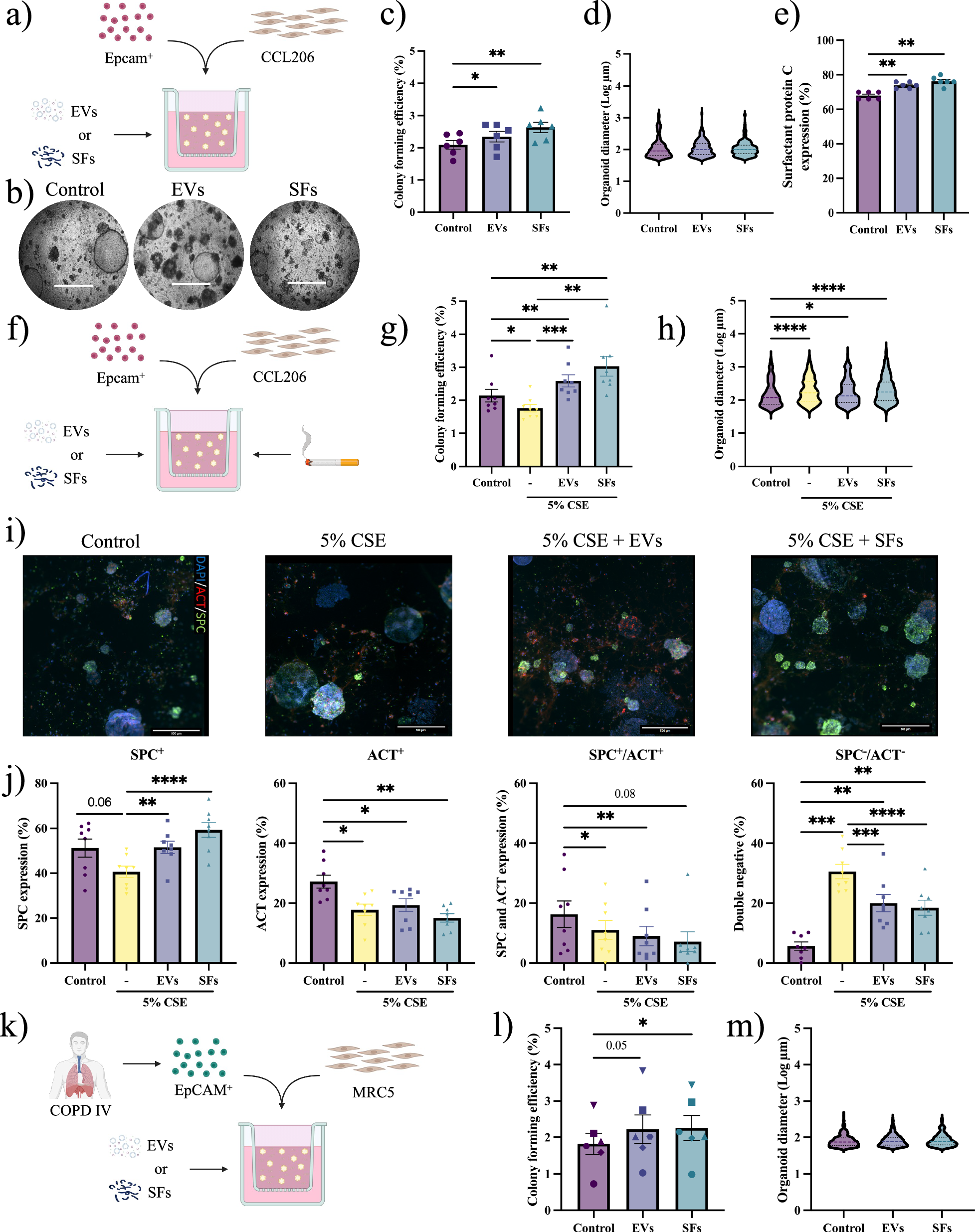 Fig. 1: Lung fibroblast-derived EVs and SFs support alveolar organoid formation.