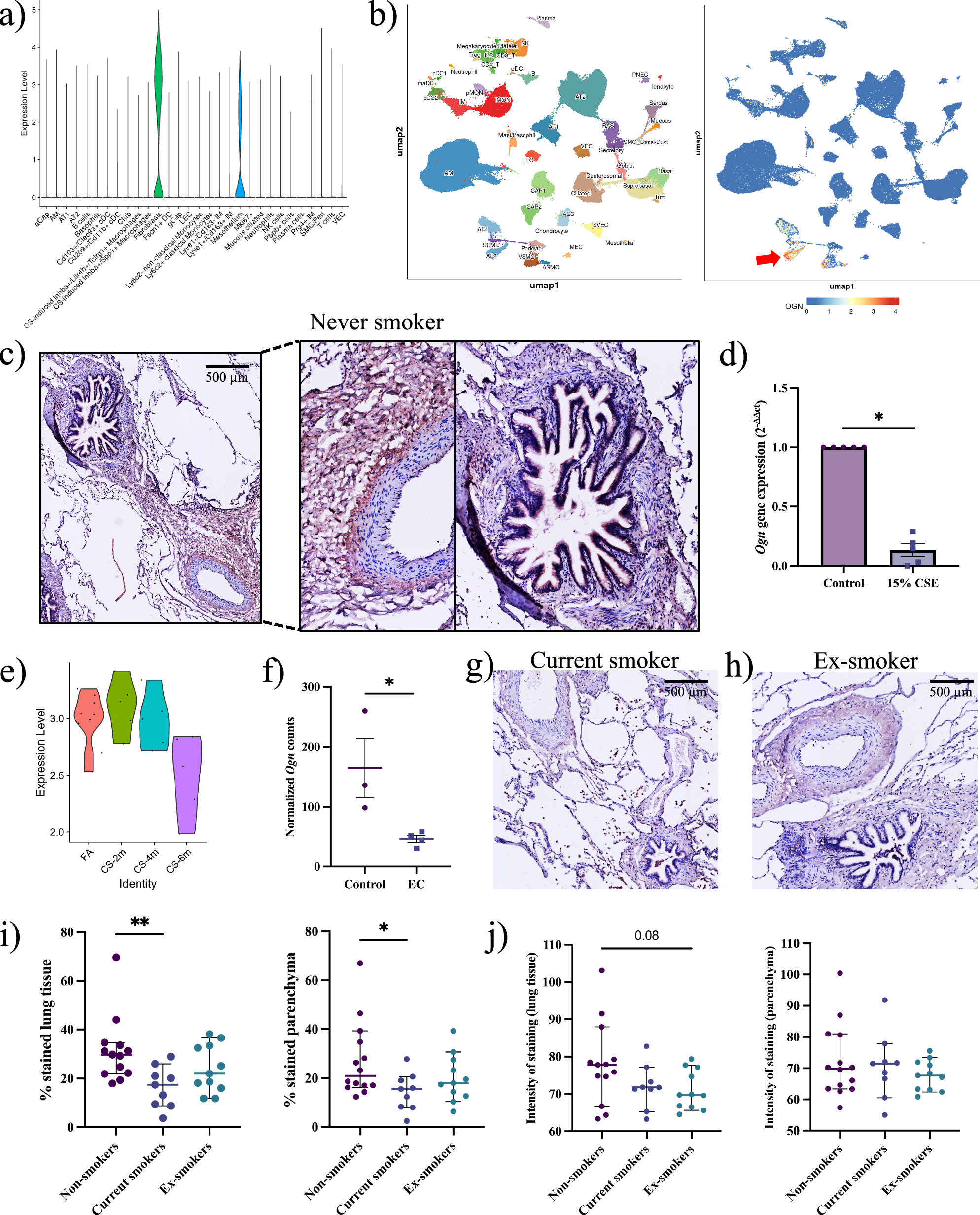 Fig. 3: Cigarette smoke reduces fibroblast-derived osteoglycin expression in the lungs.