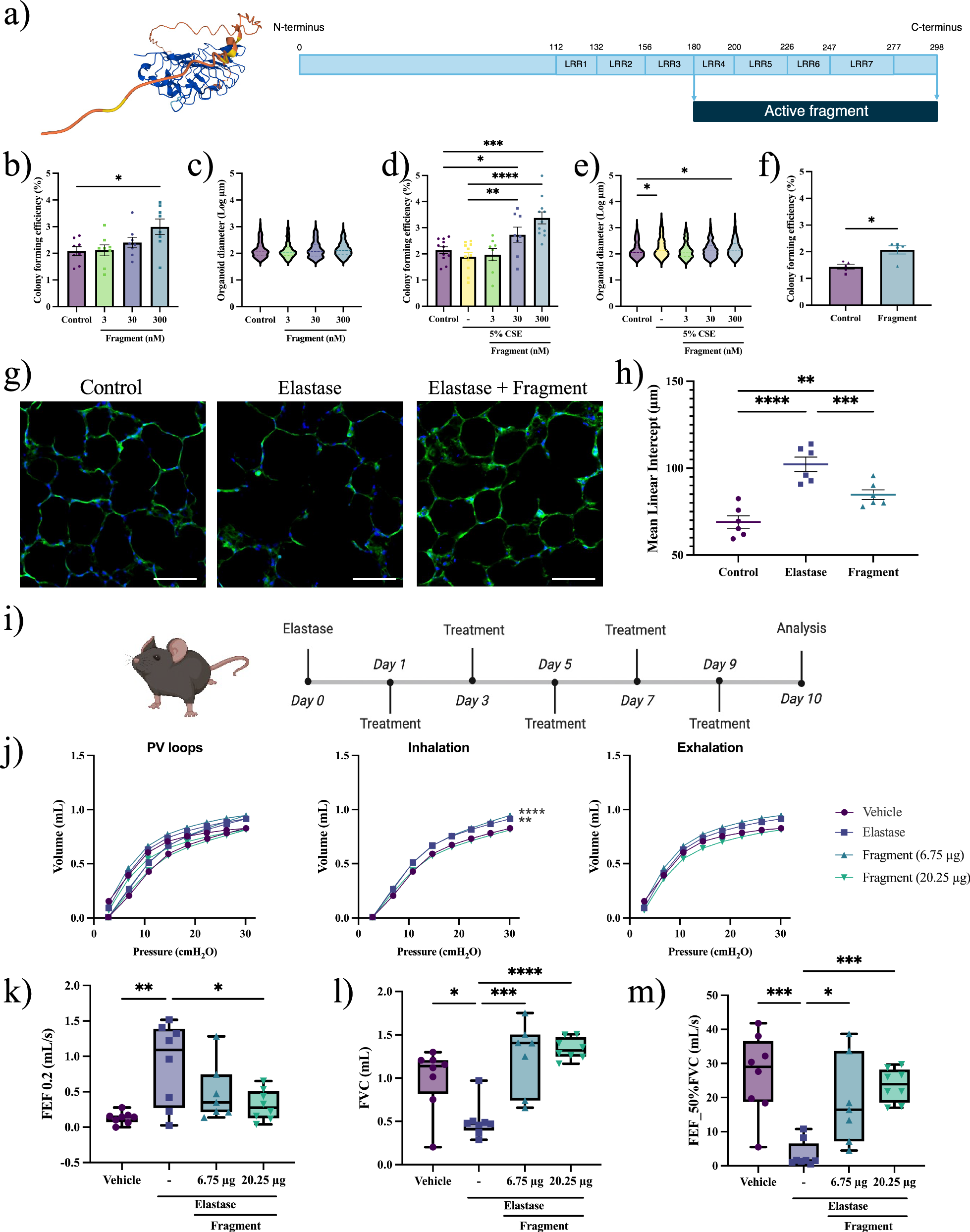 Fig. 6: An active fragment of osteoglycin induces alveolar epithelial growth and improves lung function.