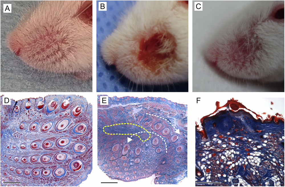 Fig. 2: Mus scarring response to whisker pad skin wound.