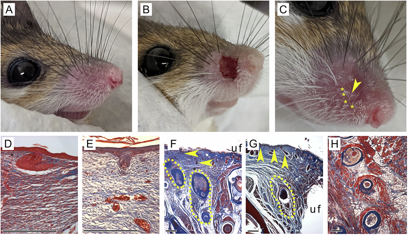 Fig. 3: Acomys regenerative response to whisker pad skin wound.