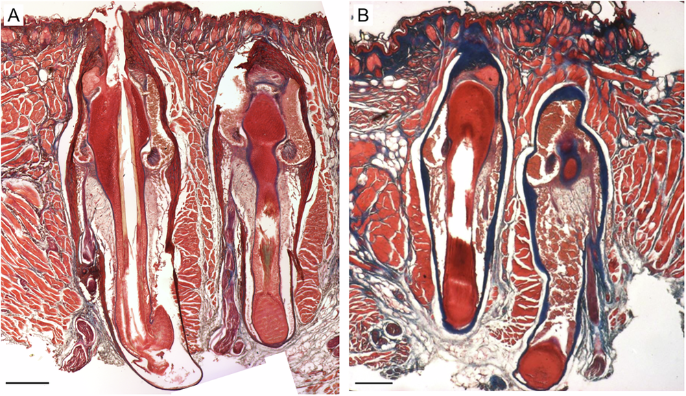 Fig. 4: Uninjured versus regenerated Acomys whisker pad skin.