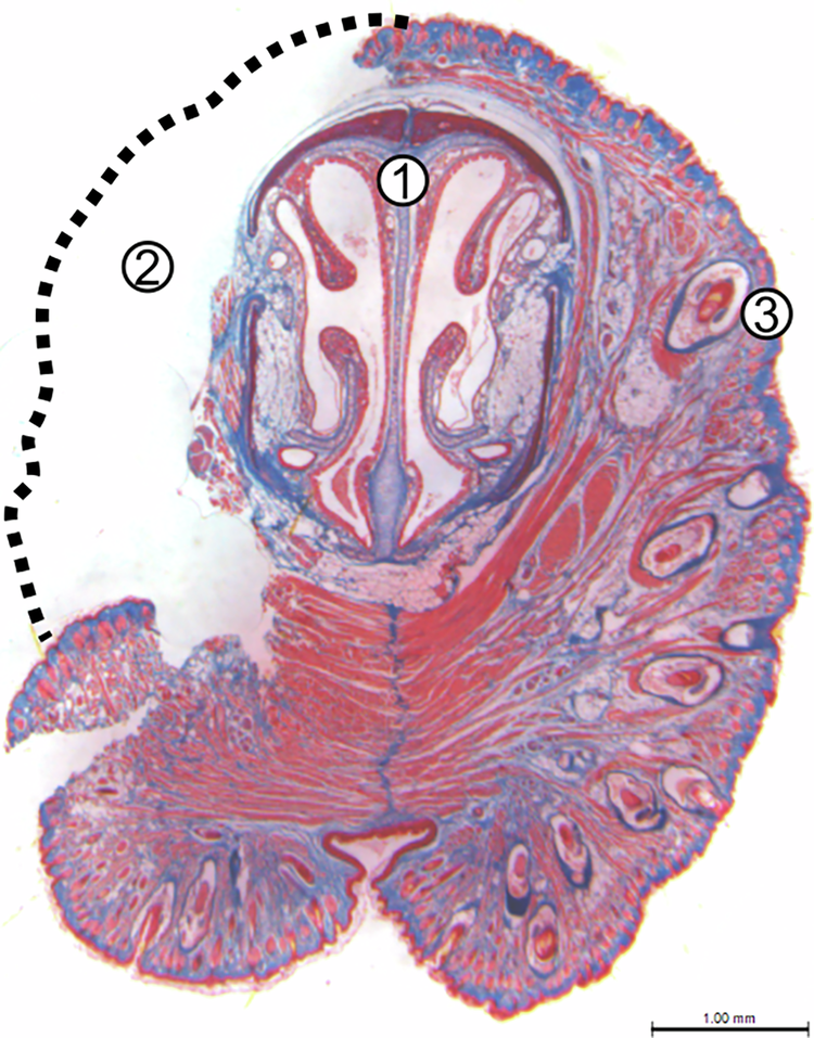 Fig. 7: Muzzle histology of Acomys after full-thickness mystacial pad injury.