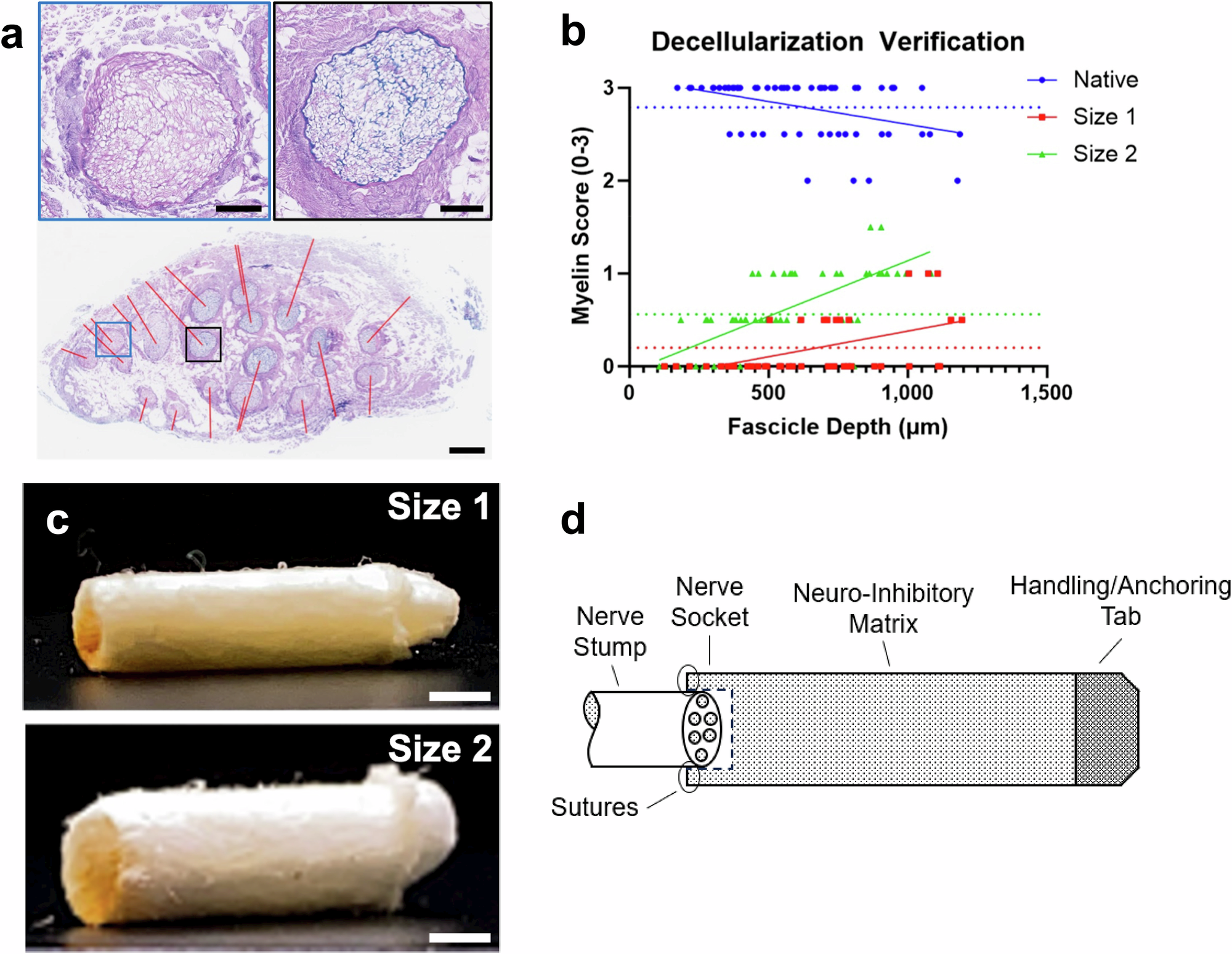 神経再生技術Renervaが初のヒト臨床試験承認(Renerva Inc. Approved for First-in-Human FDA Clinical Trials)