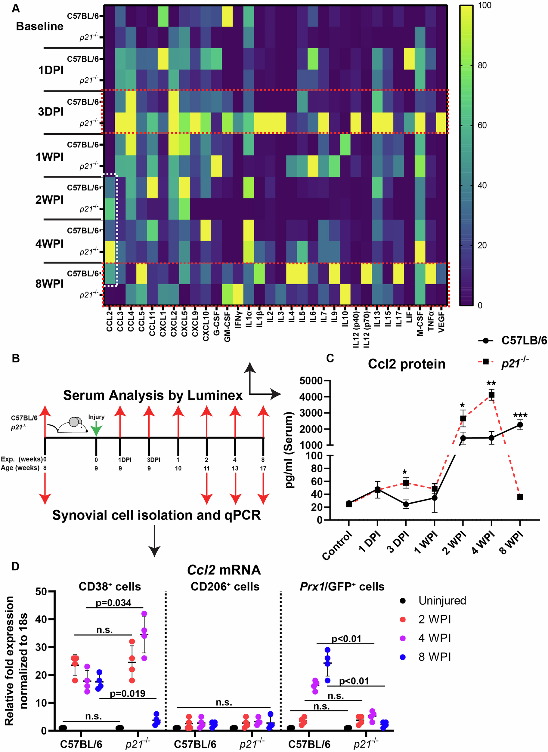 Fig. 7: Differential regulation of cytokines post-injury between strains.