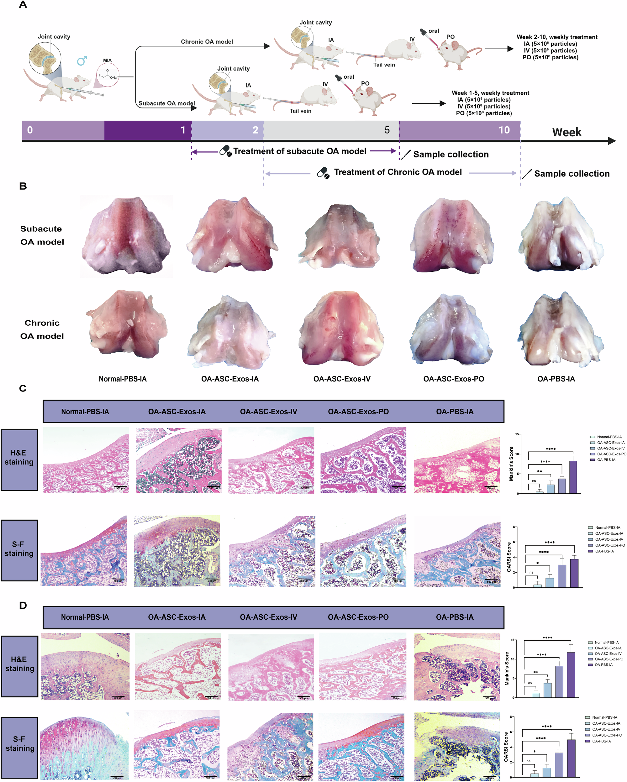 Fig. 2: Therapeutic efficacy evaluation of ASC-Exos via different administration routes in subacute and chronic OA models.