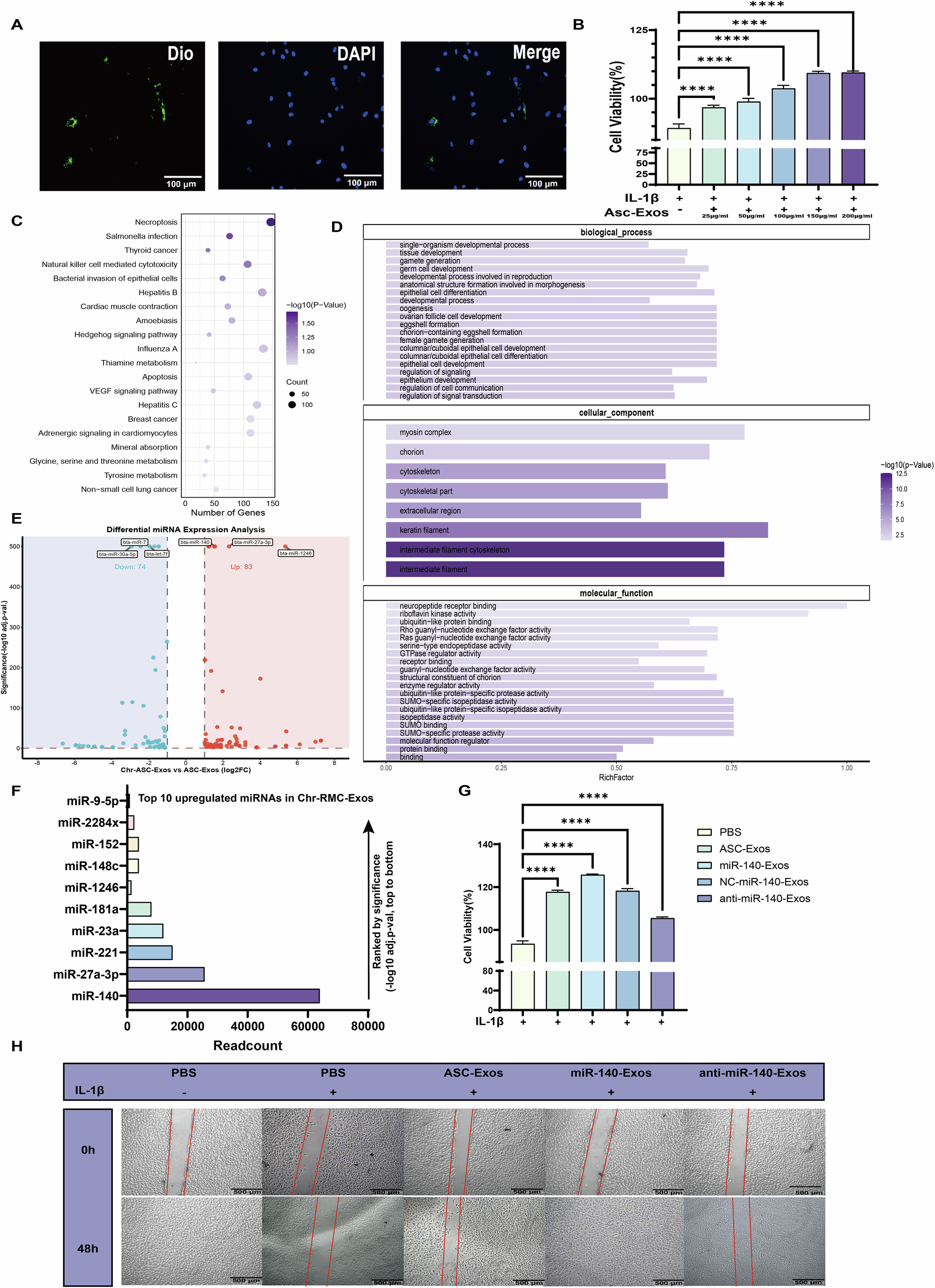 Fig. 3: Small RNA sequencing reveals miR-140 as a pivotal therapeutic molecule enriched in chondrogenically-induced ASC-Exos.