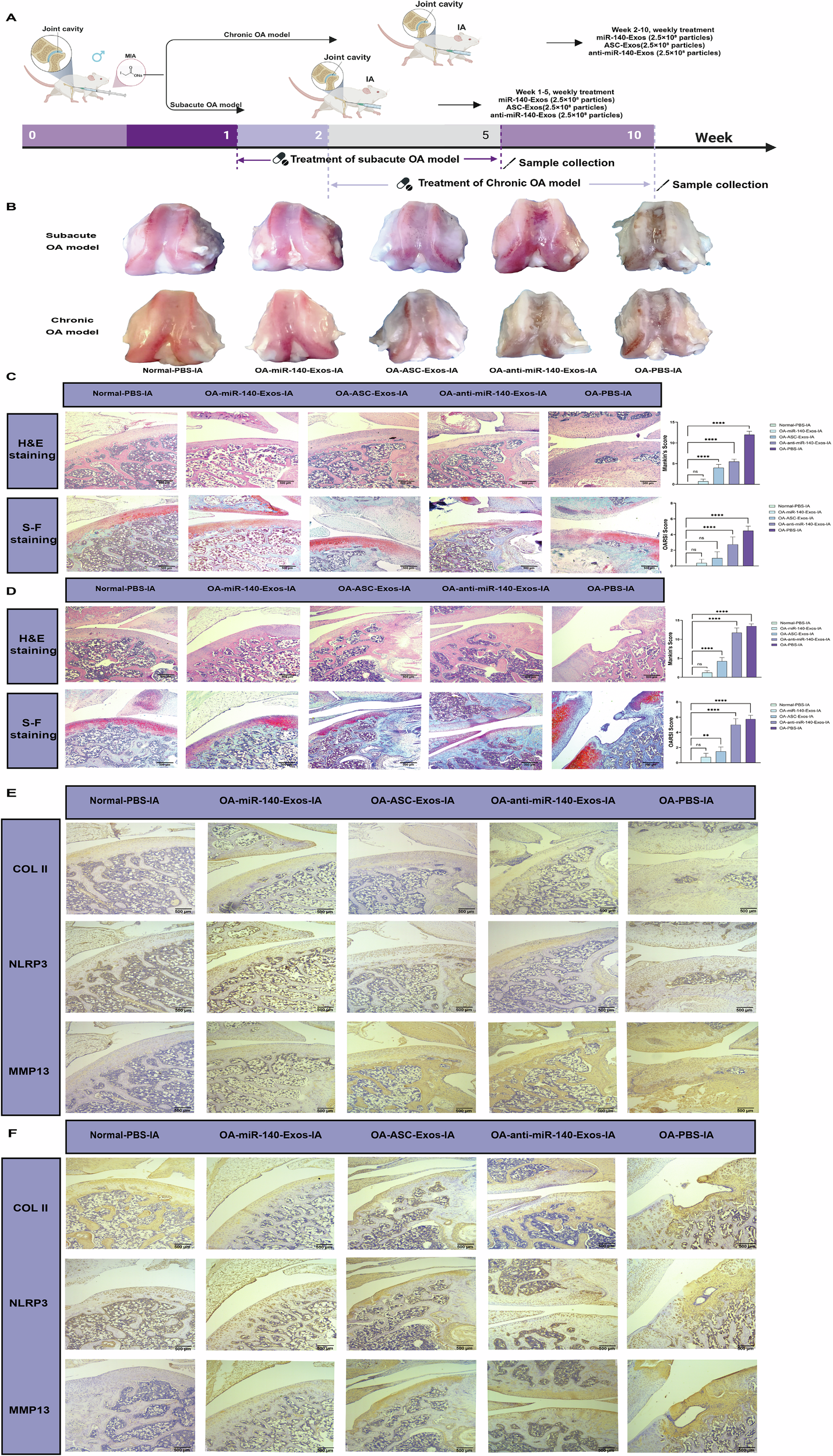 Fig. 5: miR-140-engineered ASC-Exos demonstrate enhanced therapeutic efficacy in both subacute and chronic OA rat models.