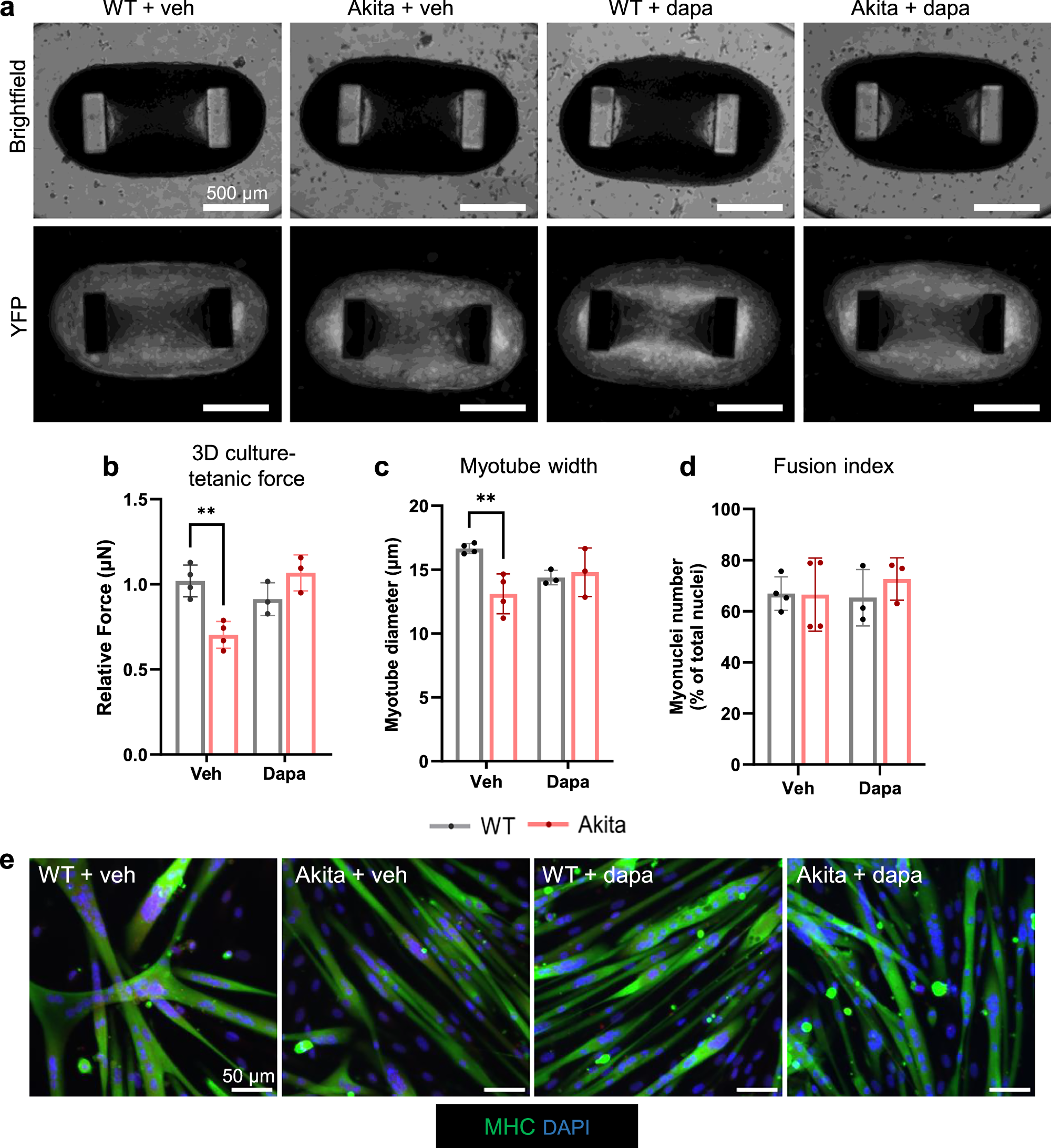 Fig. 7: Early treatment of hyperglycemia restores the force generating capacity of muscle stem cell derived 3D cultures.
