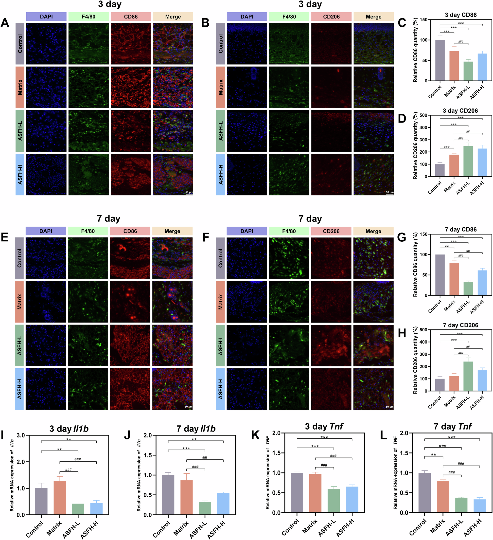 Fig. 8: In vivo anti-inflammatory effects and macrophage polarization.